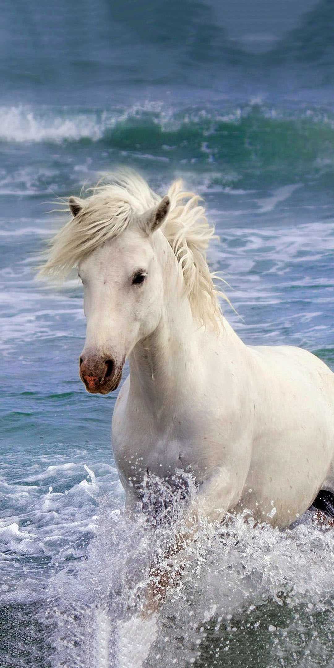 1080x2160 White Horse Wallpaper