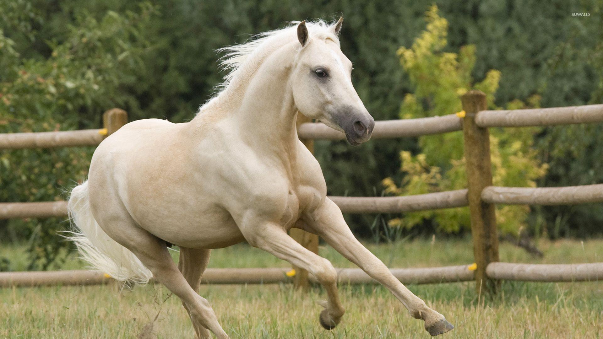 1920x1080 Beautiful white horse running wallpaper wallpaper