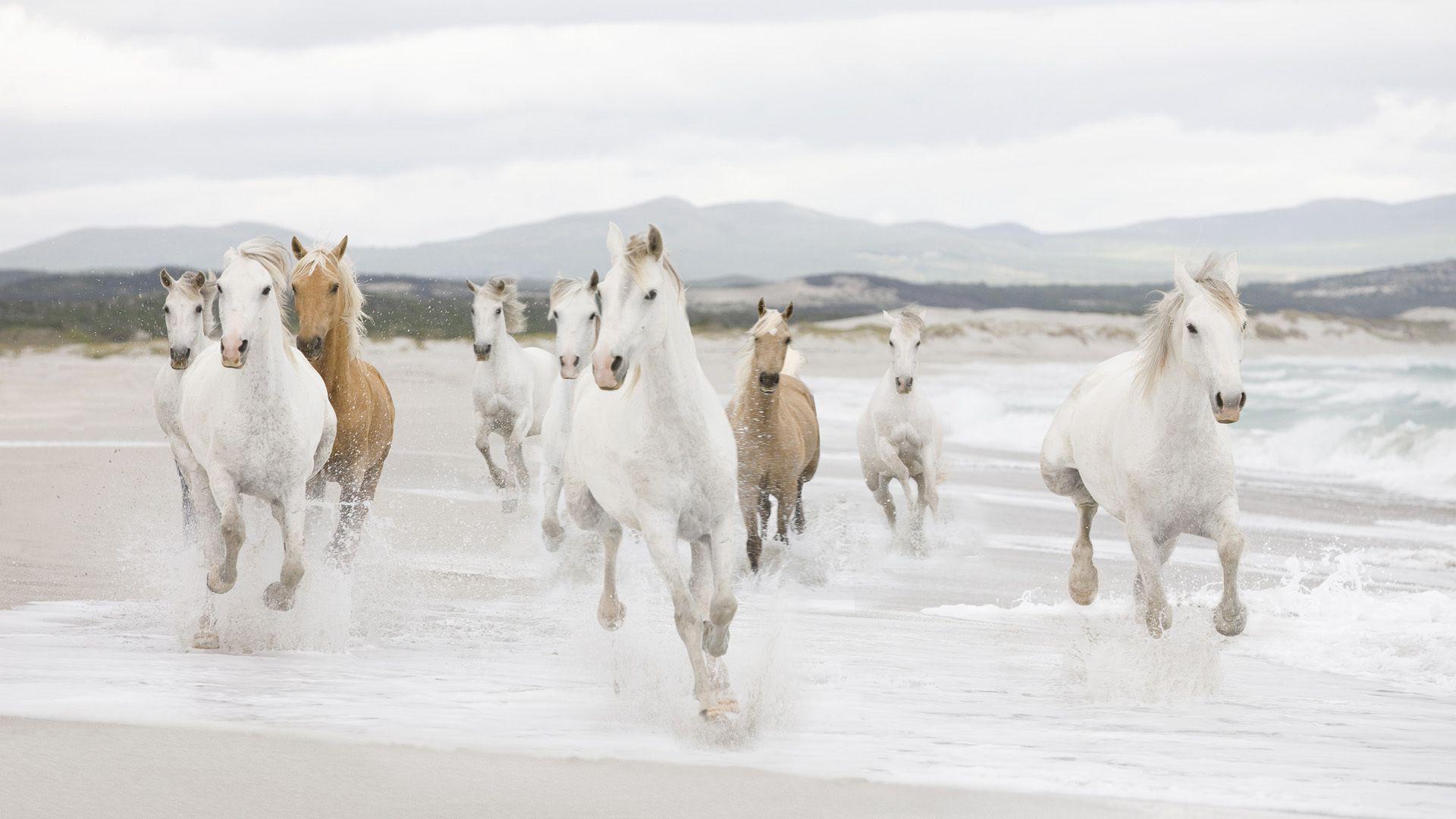 1920x1080 Beautiful White Horse Photo 07656