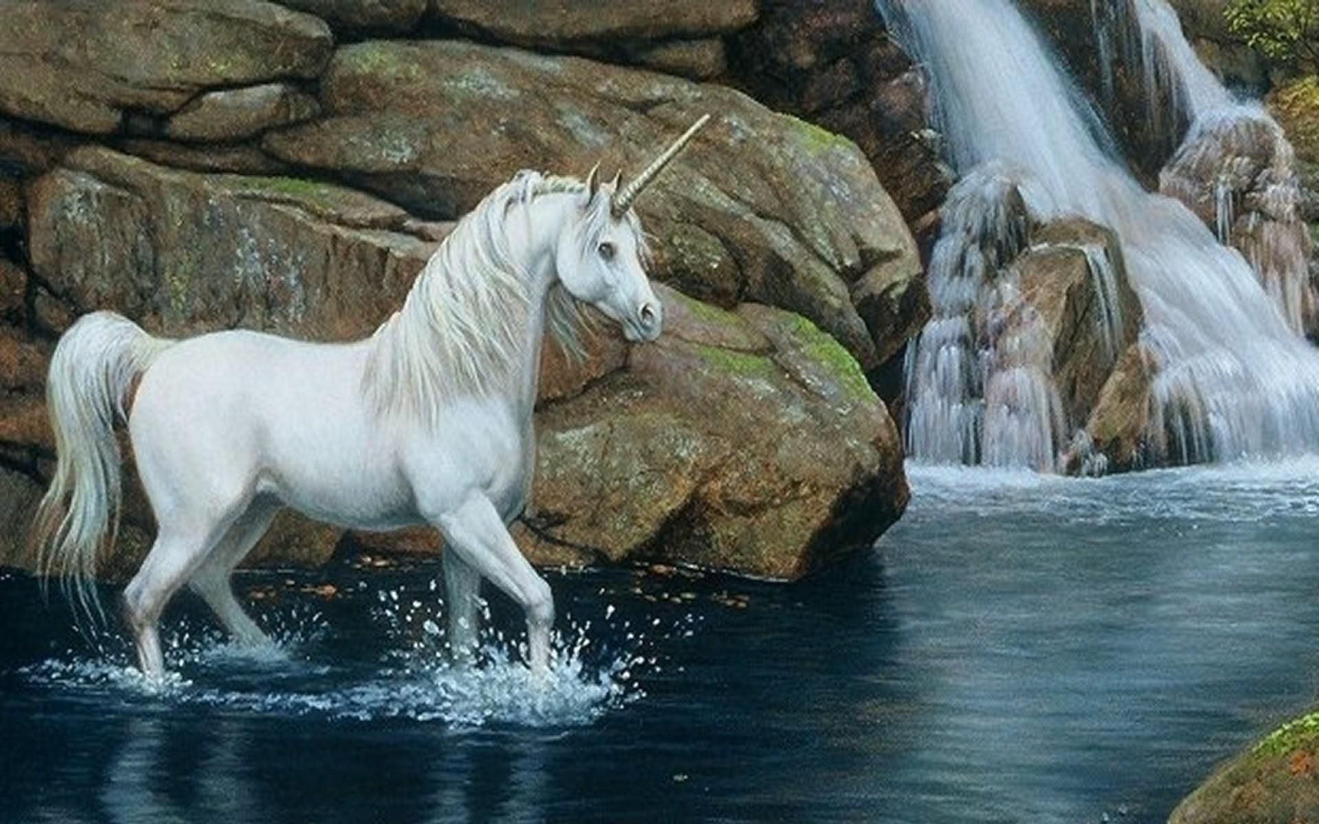 1920x1200 Horse Wallpaper