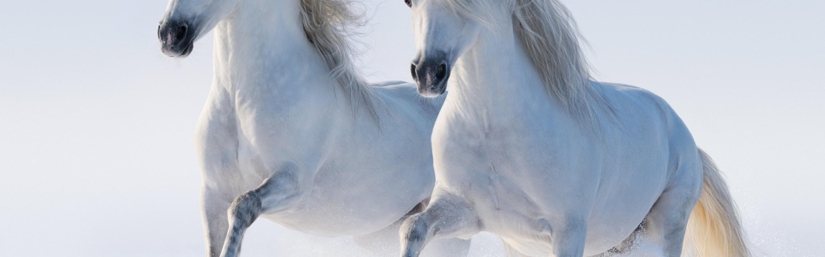 2880x900 Two beautiful white horses running in the snow