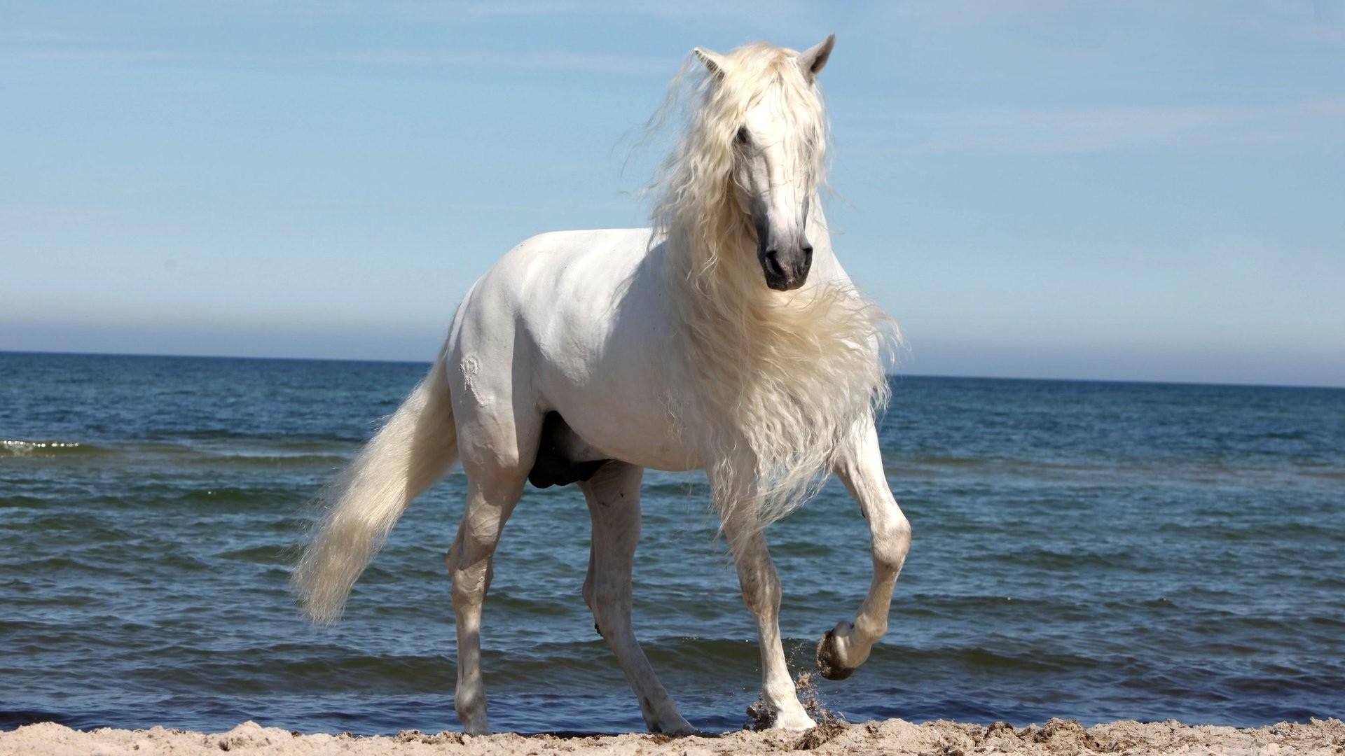 1920x1080 1920x Beautiful White Horse Wallpaper Data Id Horse With Long Hair