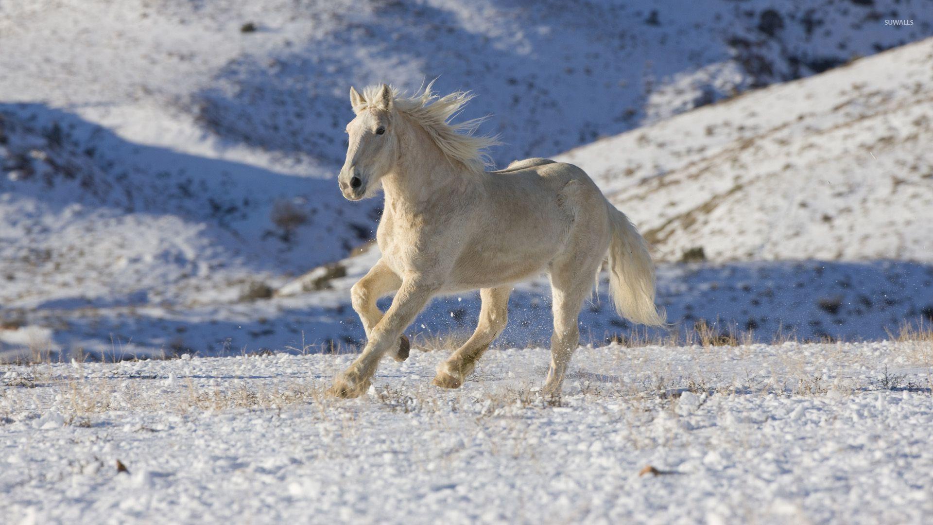 1920x1080 Beautiful white horse running in the snow wallpaper wallpaper