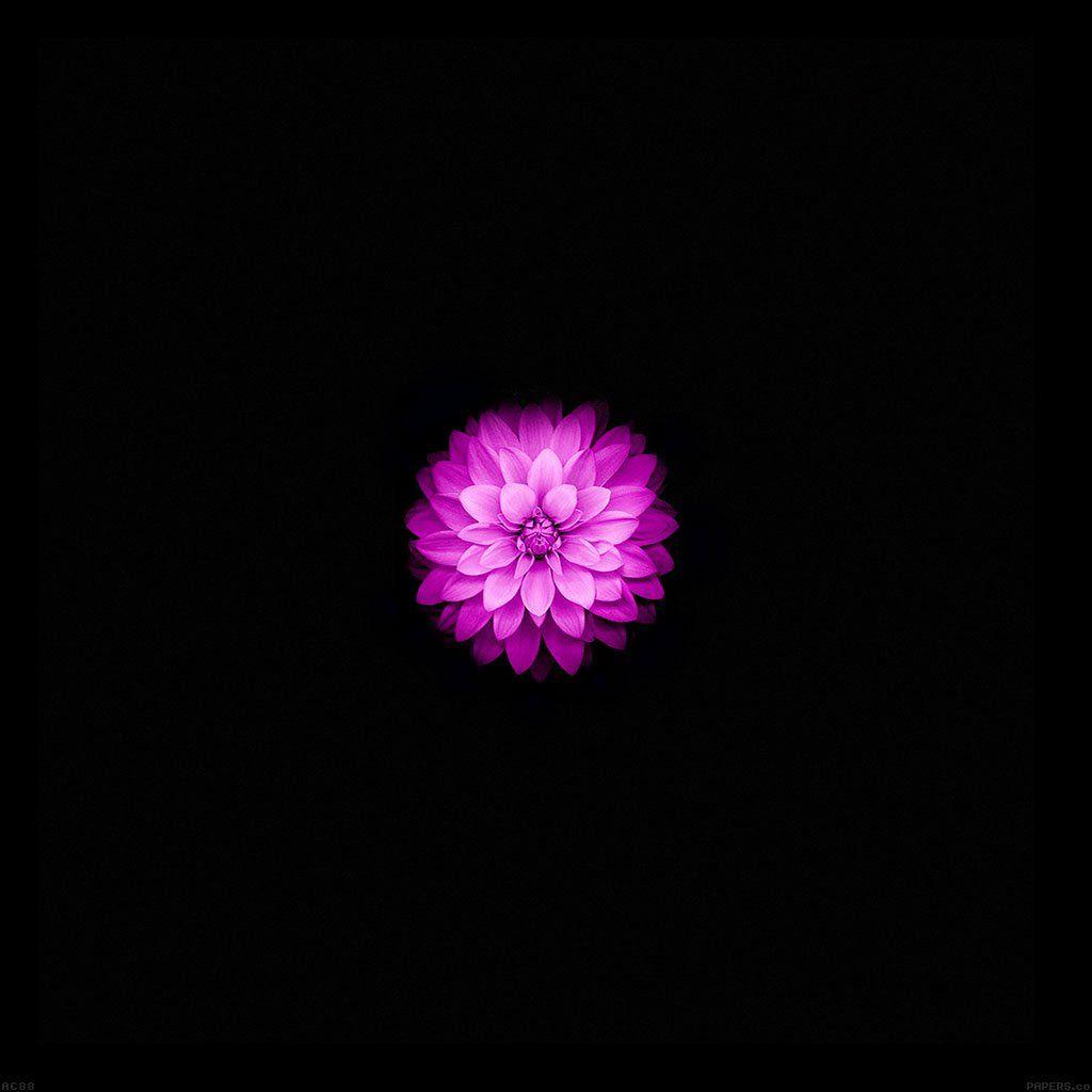 1024x1024 FreeiOS8. wallpaper apple iphone6 plus lotus