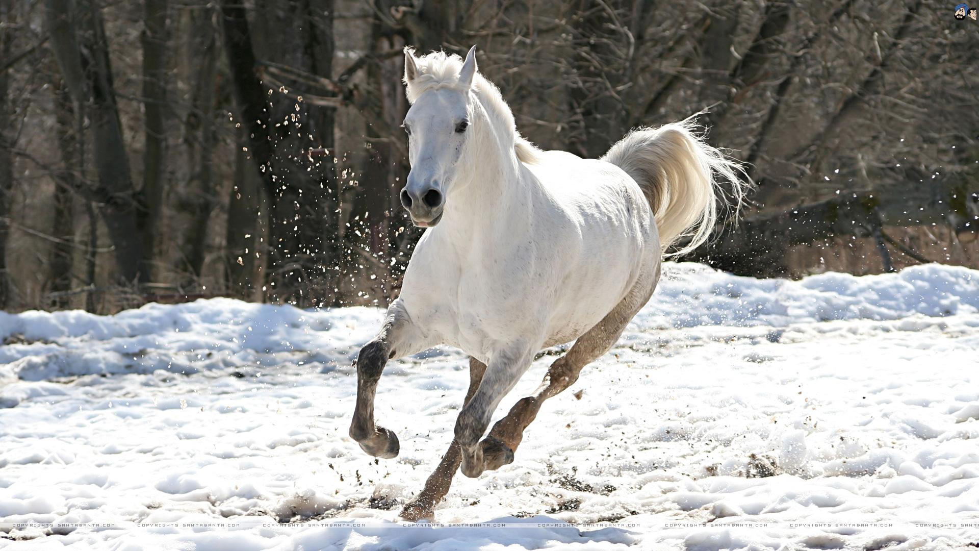 1920x1080 white horses wallpaper desktop