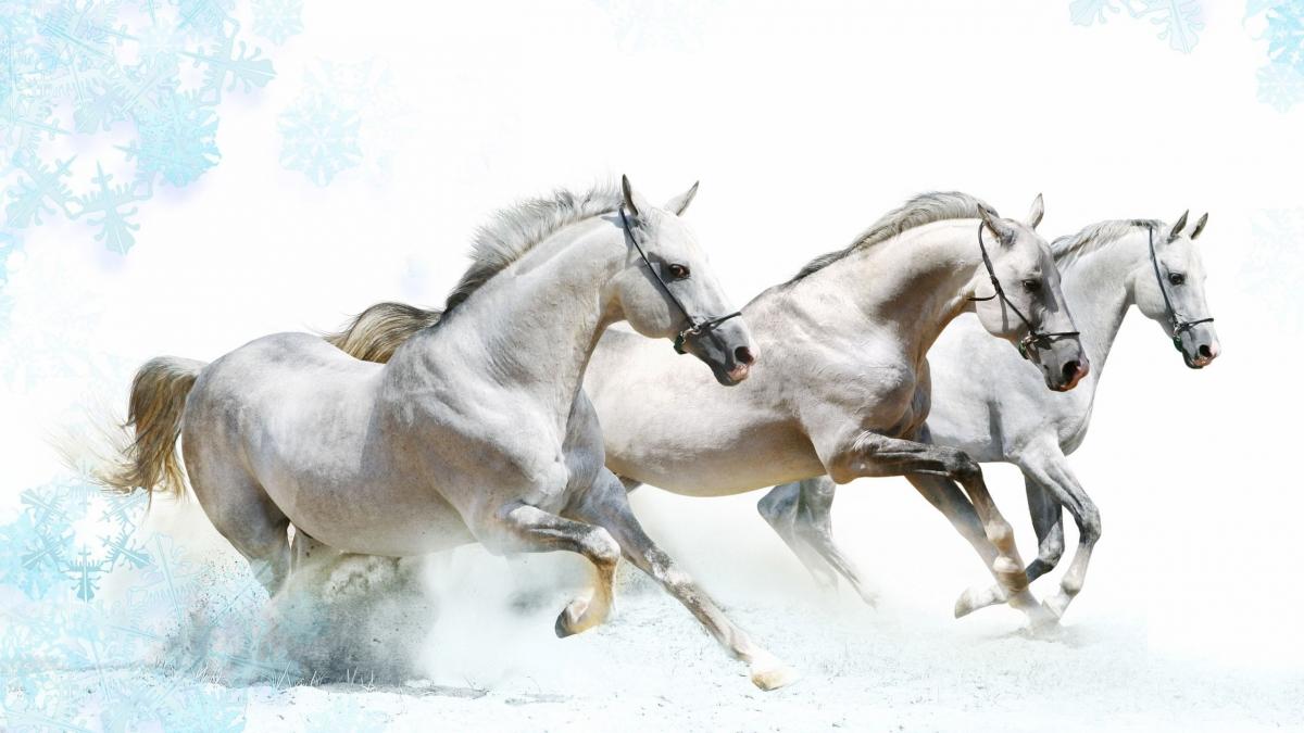 1200x675 White Horse Wallpaper Free White Horse Background