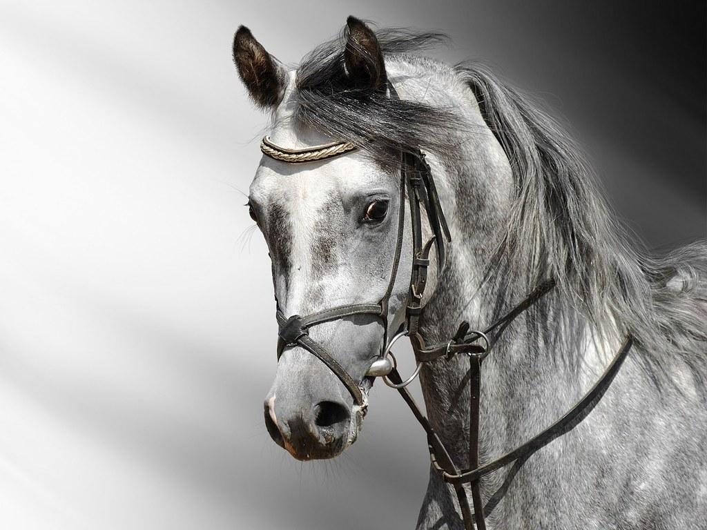 1024x768 Beautiful HQ White Horse Wallpaper. Laine Pontiac Jameson