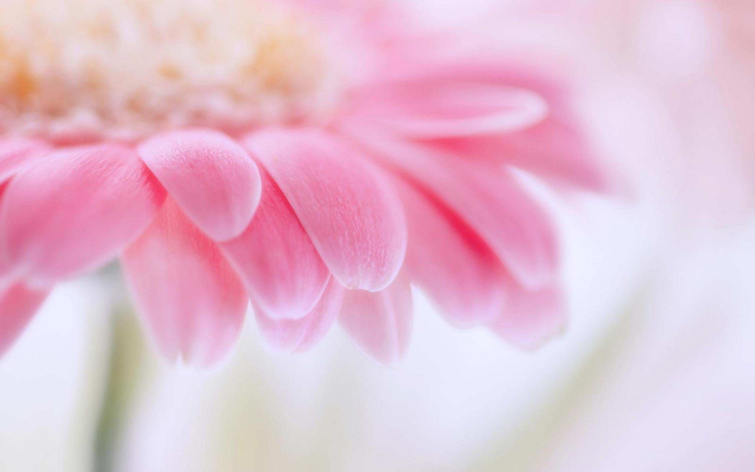 2560x1600 Pink Gerbera Daisy