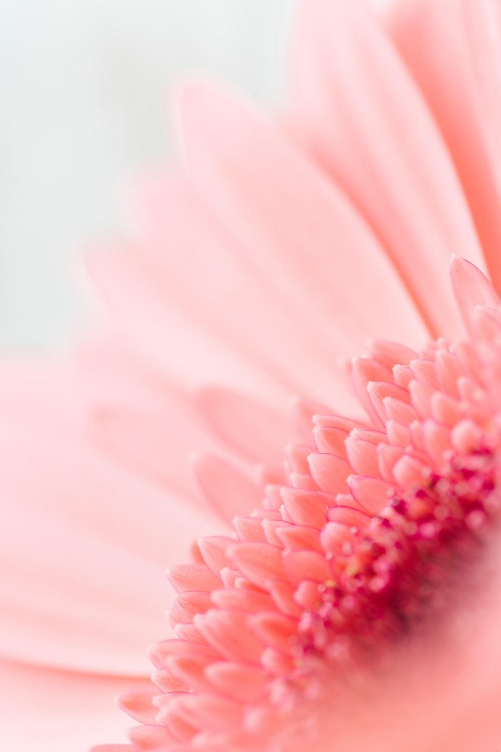 1000x1500 Gerbera Picture. Download Free Image