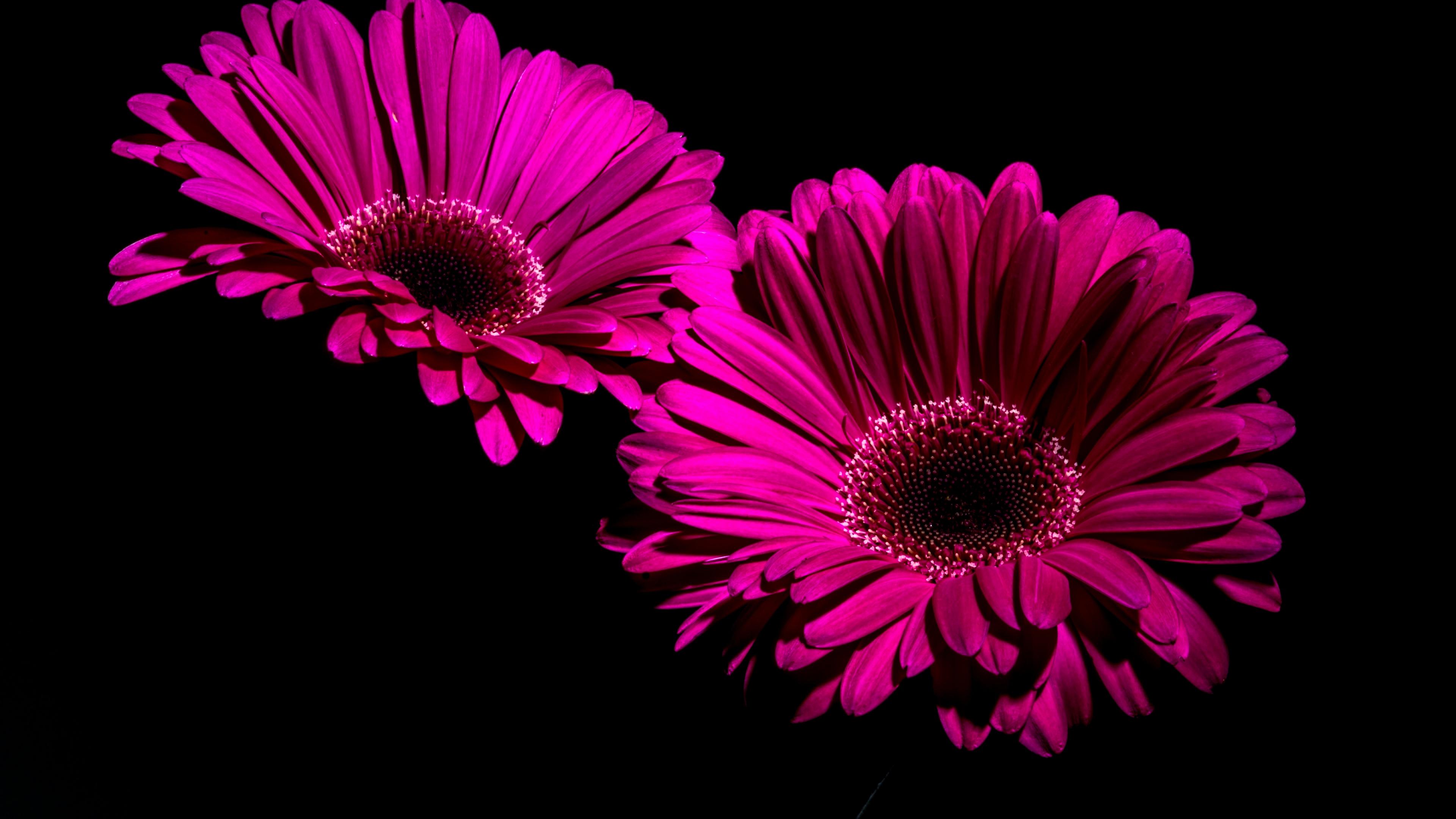 Pink Gerbera Daisy Wallpapers - Top Free Pink Gerbera Daisy Backgrounds
