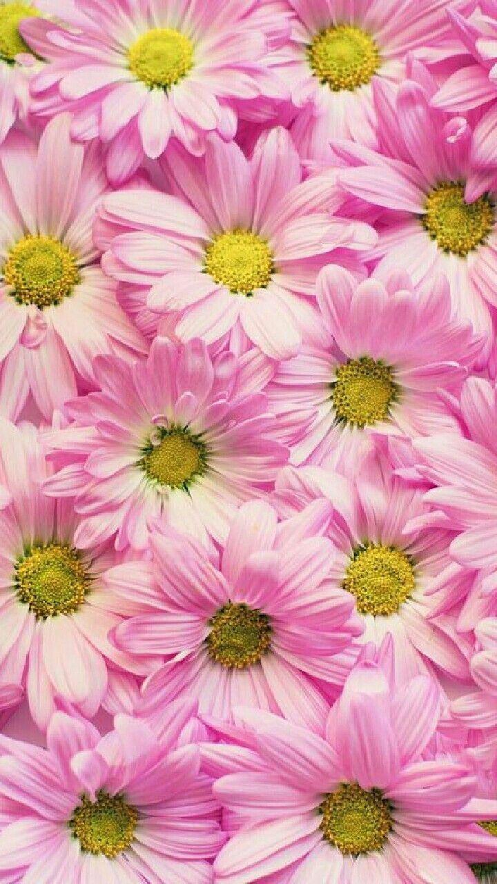 Pink Gerbera Daisy Wallpapers - Top Free Pink Gerbera Daisy Backgrounds