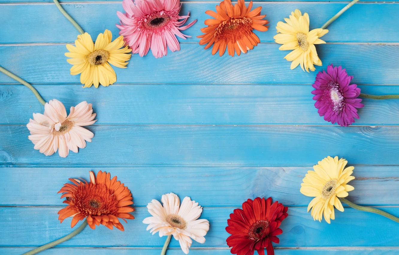 1332x850 Wallpaper flowers, background, colorful, pink, gerbera, wood, pink, flowers, spring, gerbera image for desktop, section цветы