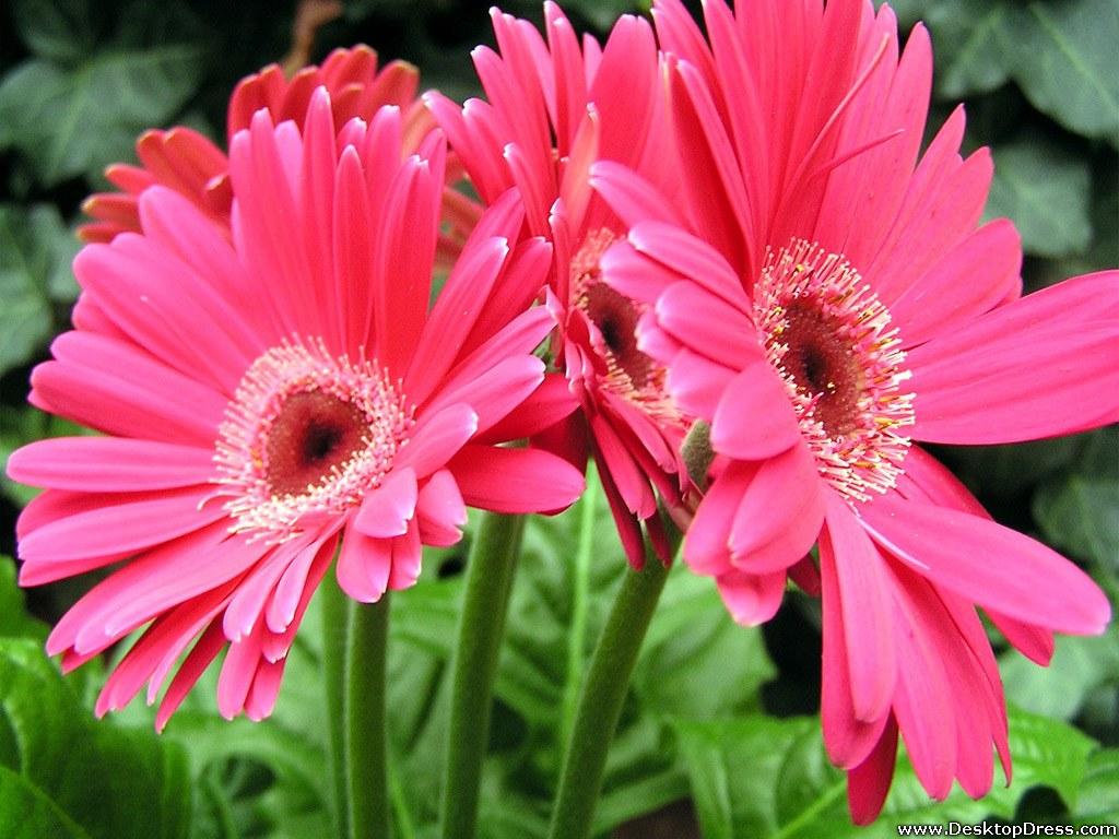 Pink Gerbera Daisy Wallpapers - Top Free Pink Gerbera Daisy Backgrounds ...