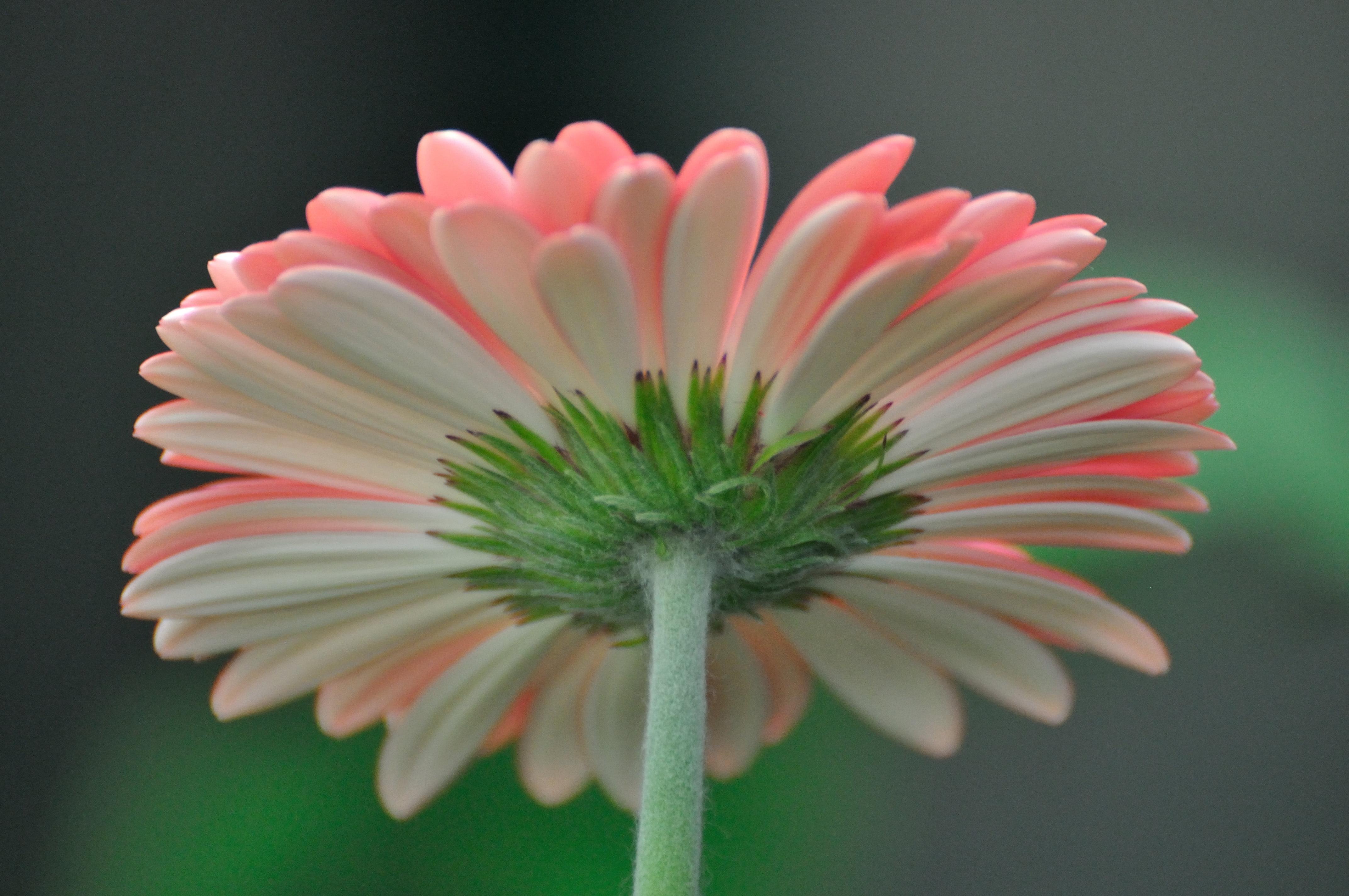4288x2848 Pink And White Flower, Gerbera HD Wallpaper Wallpaper & Background Download