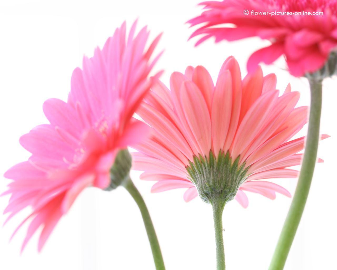 1280x1024 Gerbera Daisies Wallpaper