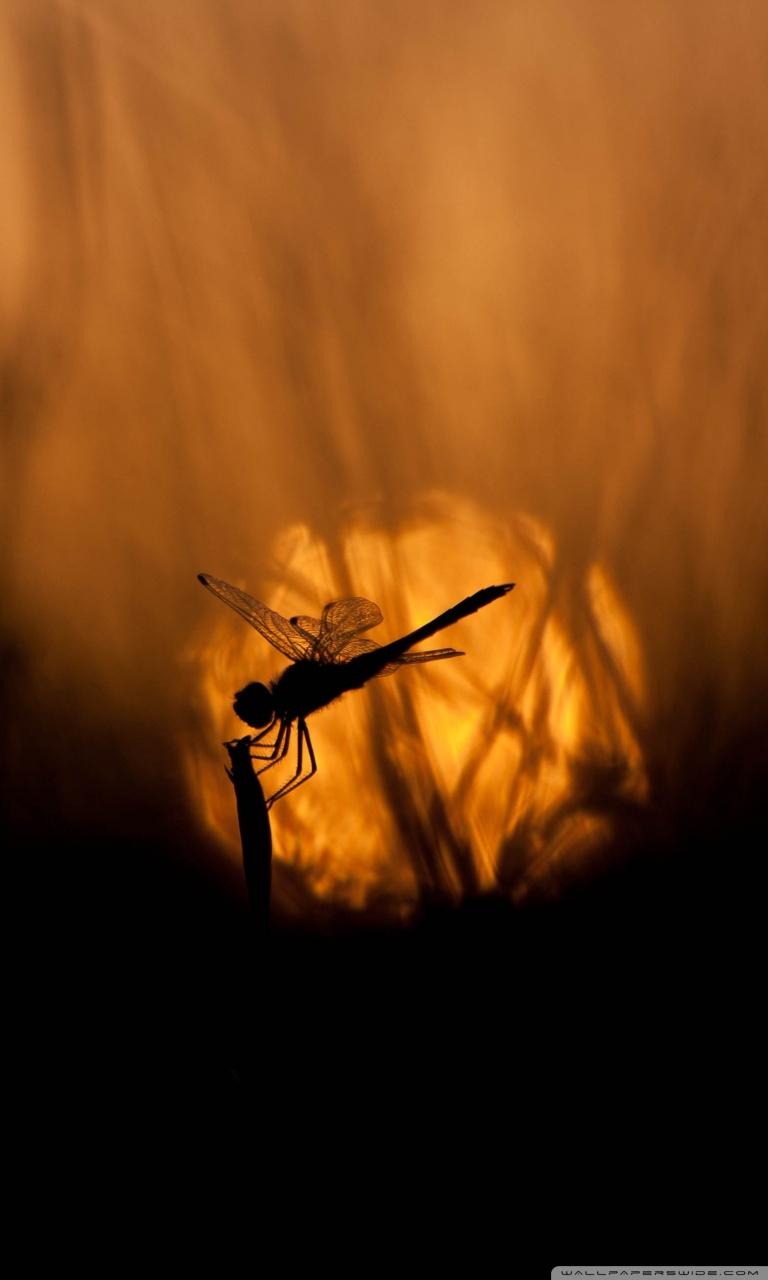 768x1280 Free download Dragonfly At Sunset Ultra HD Desktop Background Wallpaper for [768x1280] for your Desktop, Mobile & Tablet. Explore Dragonfly iPhone Wallpaper. Dragonfly Background, Dragonfly Wallpaper, Dragonfly Wallpaper