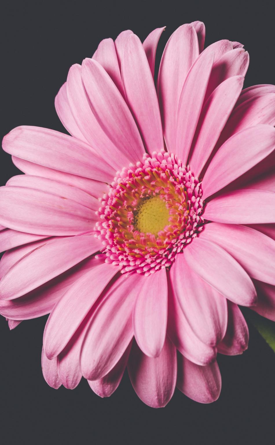 Pink Gerbera Daisy Wallpapers - Top Free Pink Gerbera Daisy Backgrounds