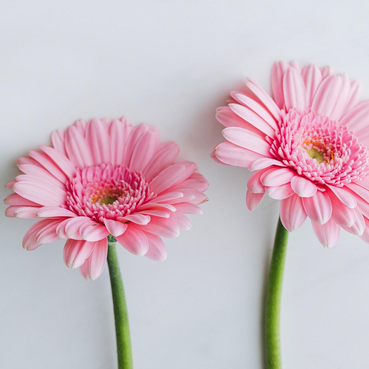 Pink Gerbera Daisy Wallpapers - Top Free Pink Gerbera Daisy Backgrounds