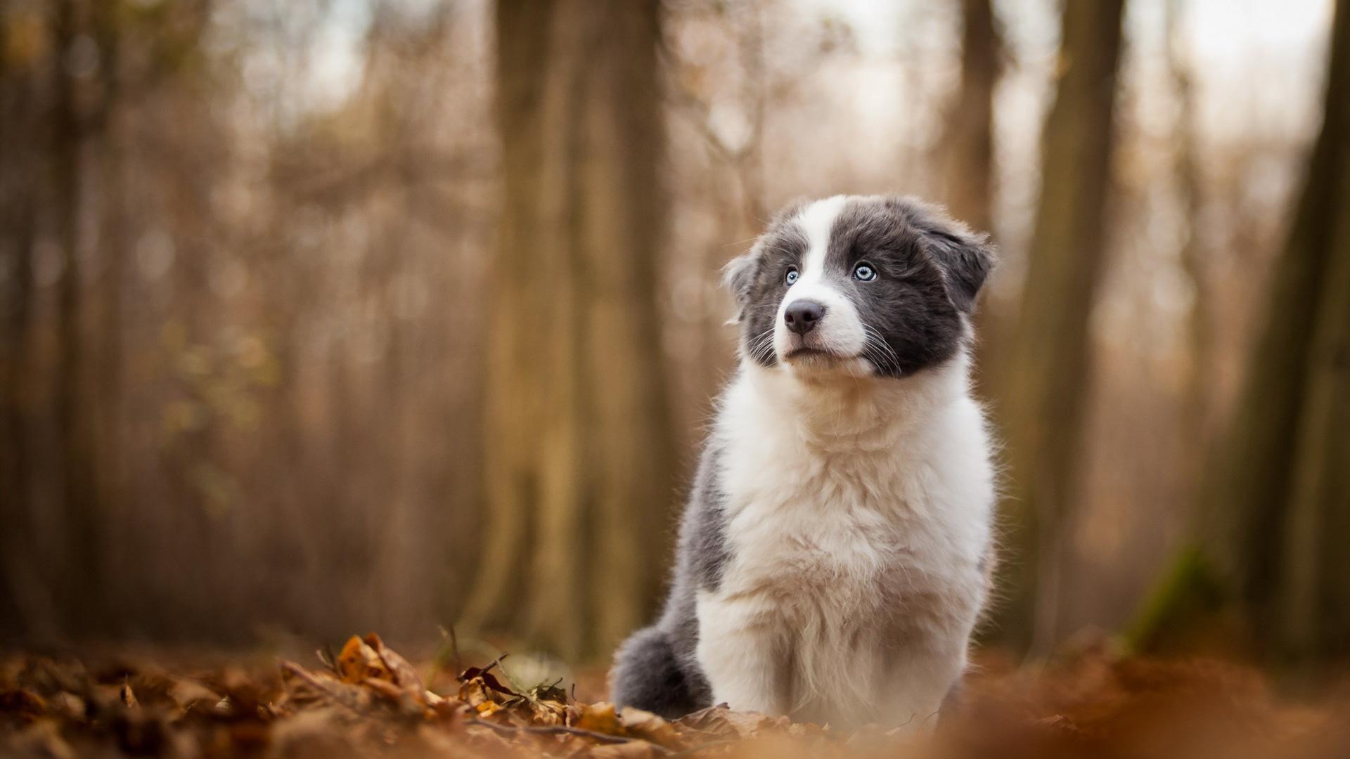 1920x1080 Border Collie (Puppy, Woods, Leaves) HD Dog Wallpaper