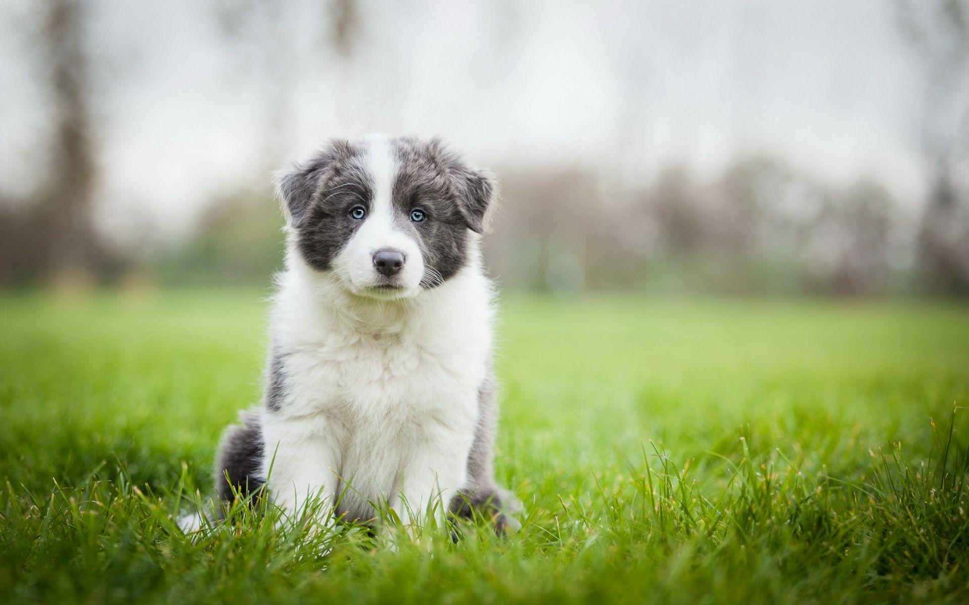 1920x1200 Download wallpaper 1920x1200 border collie, puppy, sit, grass widescreen 16:10 HD background