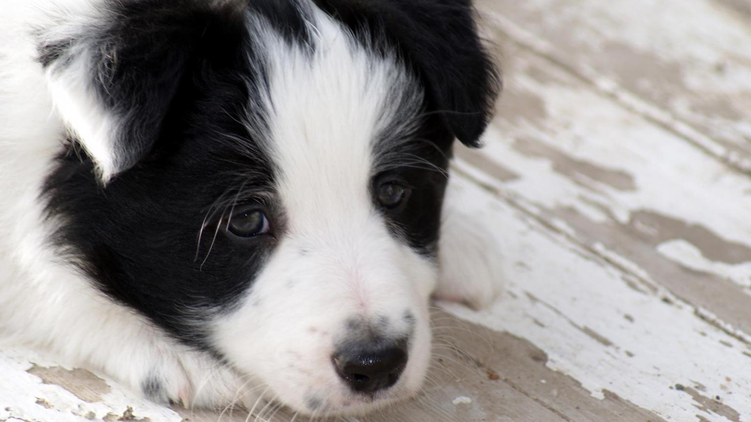 1536x864 Free download Border Collie Puppy [1600x1200] for your Desktop, Mobile & Tablet. Explore Border Collie Wallpaper. Border Collie Wallpaper, Kitchen Border Wallpaper Border, Border Wallpaper