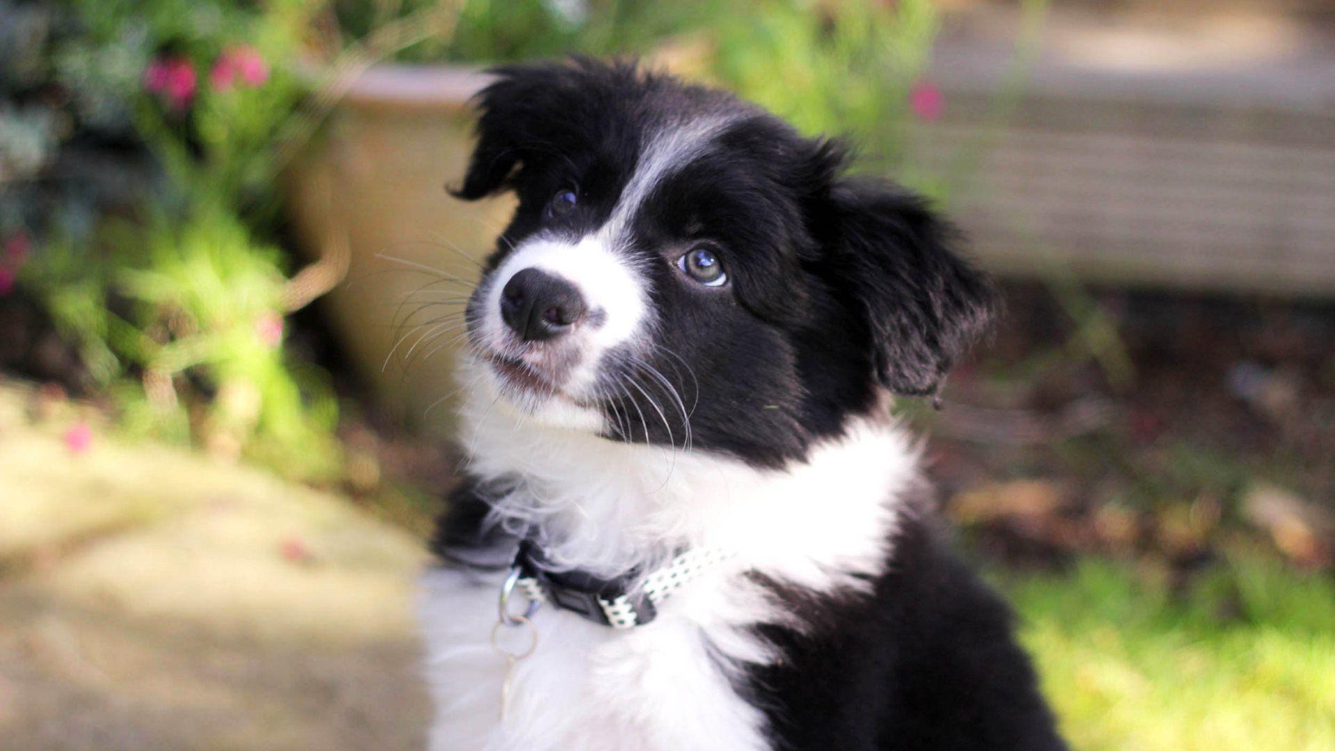 1920x1080 Border Collie Puppy Full HD Wallpaper and Background Image. Puppies, Border collie dog, Cute animals