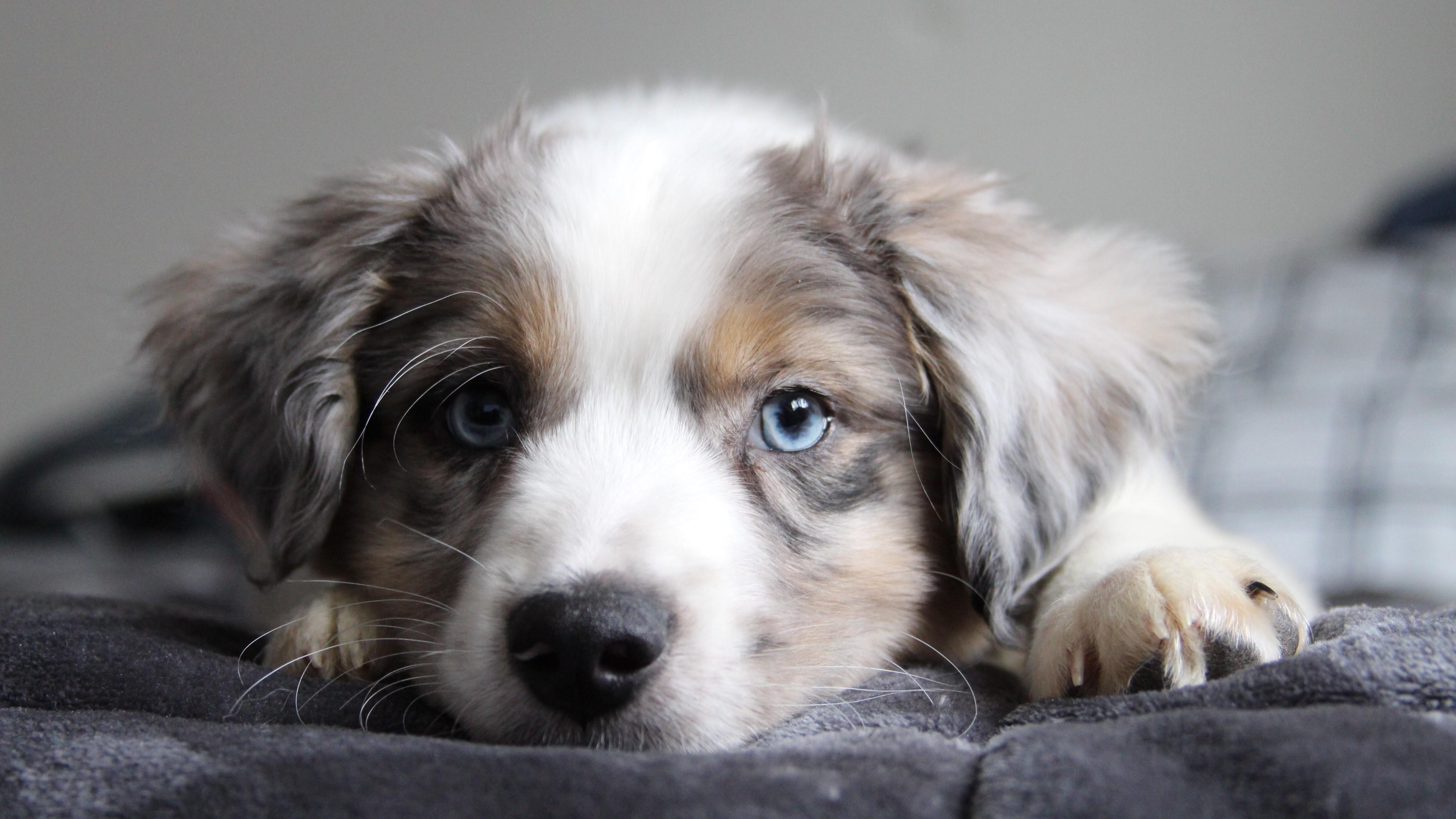 3840x2160 Border Collie Puppy Wallpaper