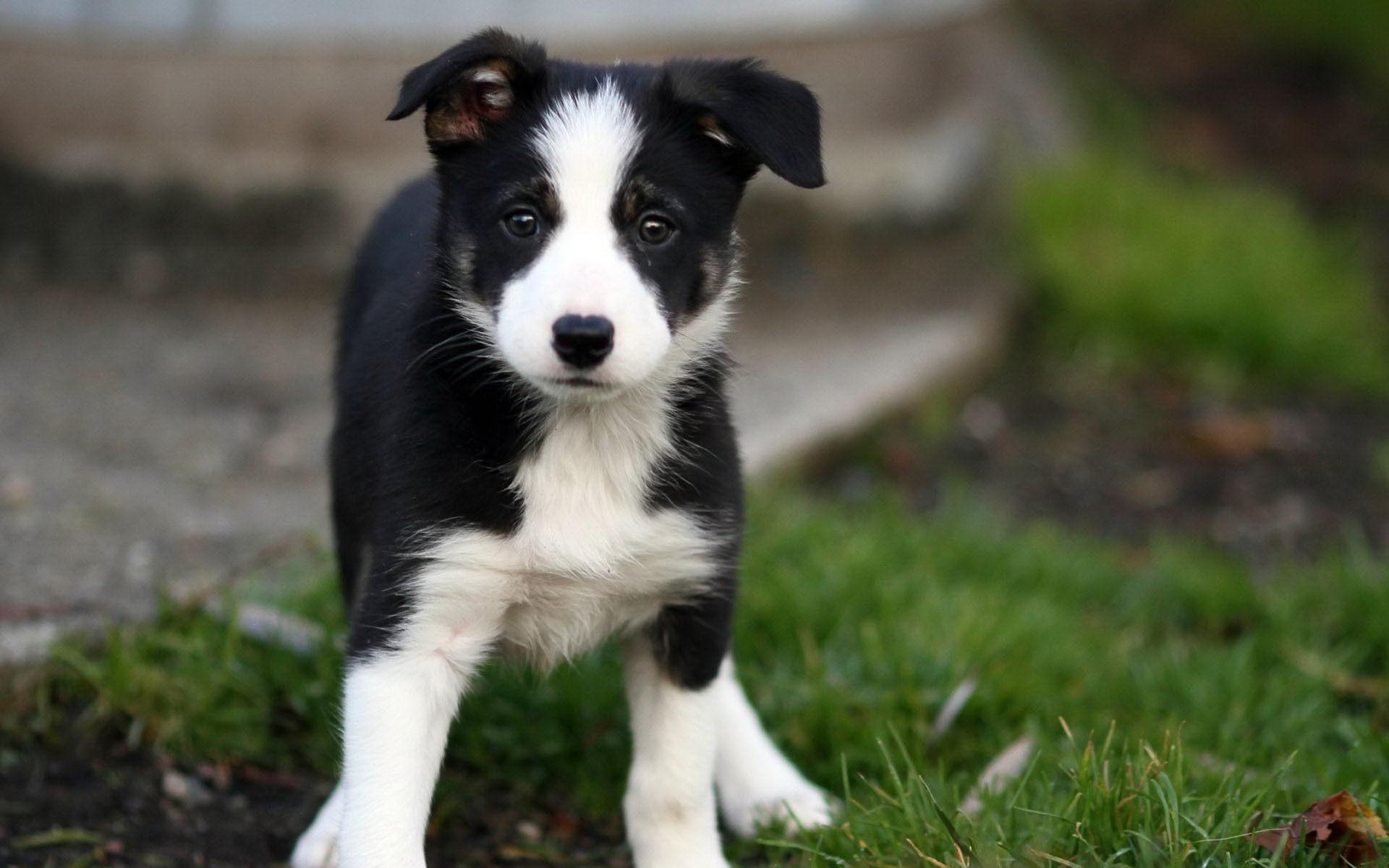 1920x1200 Free download Beautiful Border Collie puppy goes on the grass wallpaper and image [1920x1200] for your Desktop, Mobile & Tablet. Explore Border Collie Wallpaper. Border Collie Wallpaper, Kitchen Border