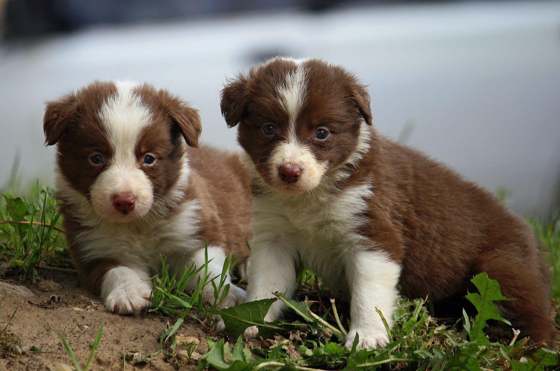 1920x1271 Border Collie puppies wallpaper. Watch widescreen dog breeds. Border Collie puppies