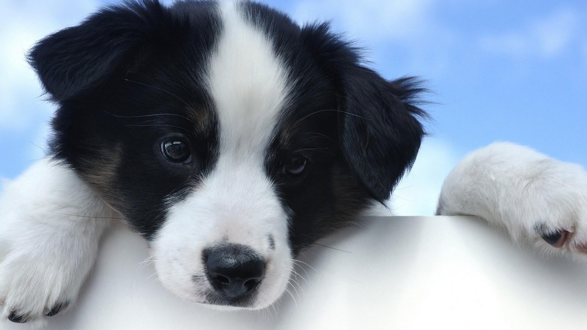 1920x1080 dog, Puppies, Border Collie, Animals Wallpaper HD / Desktop and Mobile Background