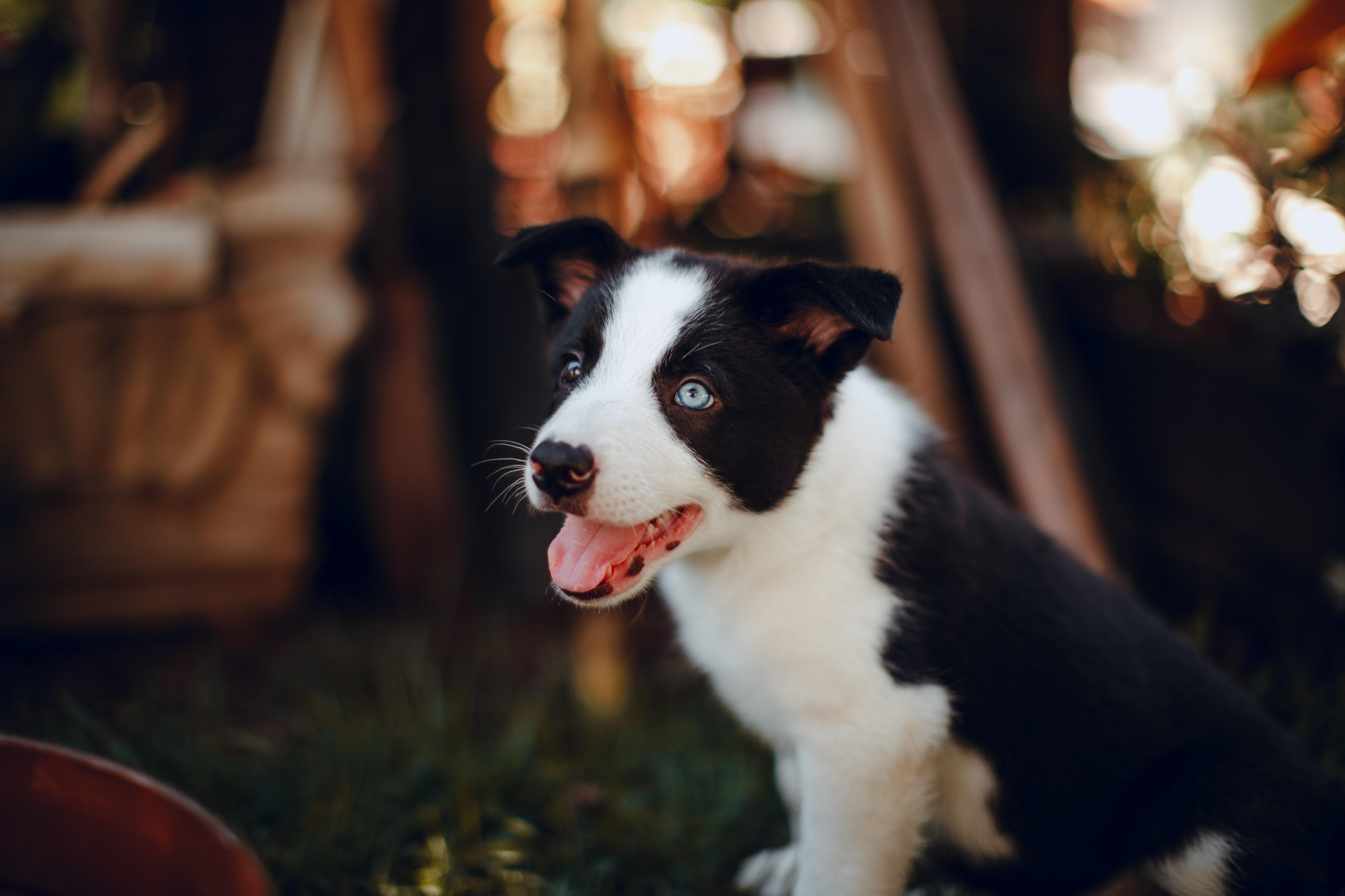 5128x3419 Black and White Border Collie Puppy on Green Grass · Free