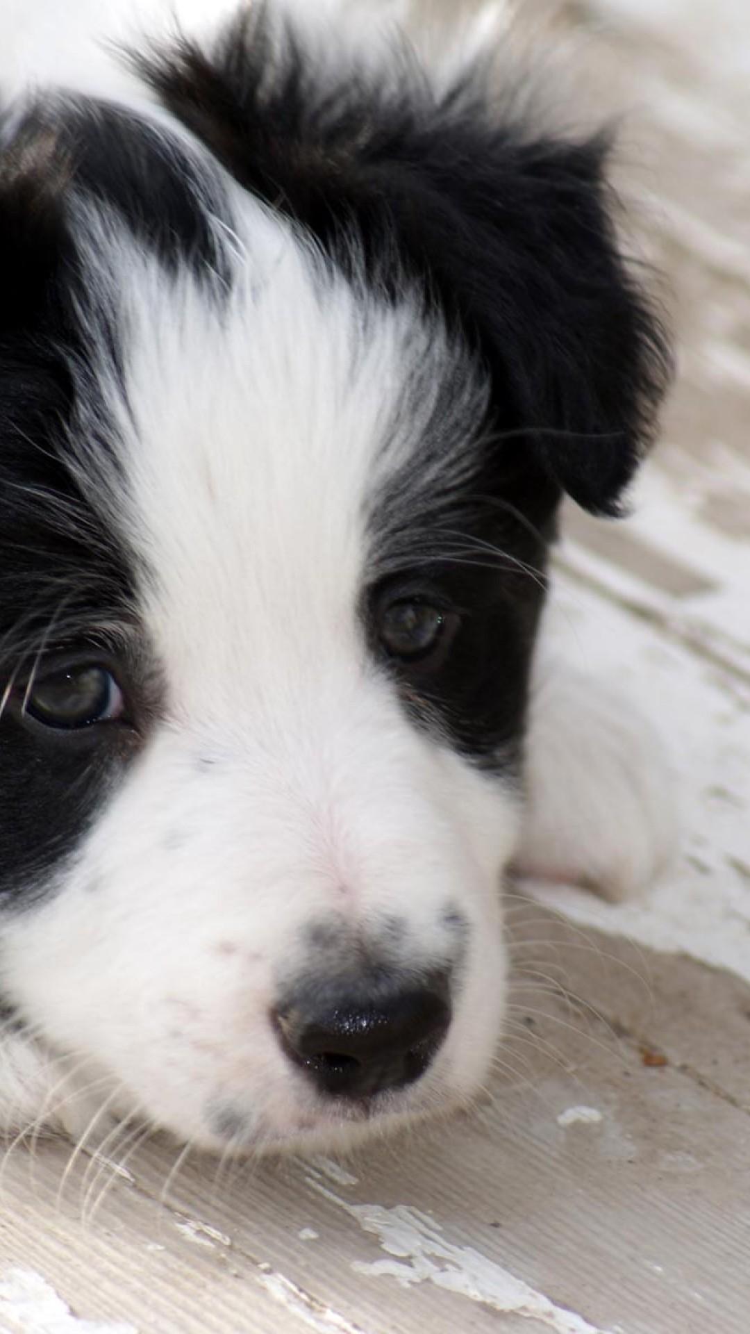1080x1920 Border Collie Puppy HD Wallpaper for Desktop and Mobiles iPhone 6 / 6S Plus