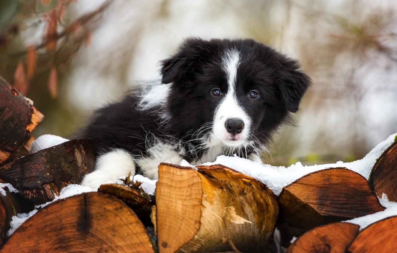 1332x850 Wallpaper winter, look, snow, background, black and white, portrait, dog, baby, puppy, wood, face, the border collie, stack, Poleshko image for desktop, section собаки