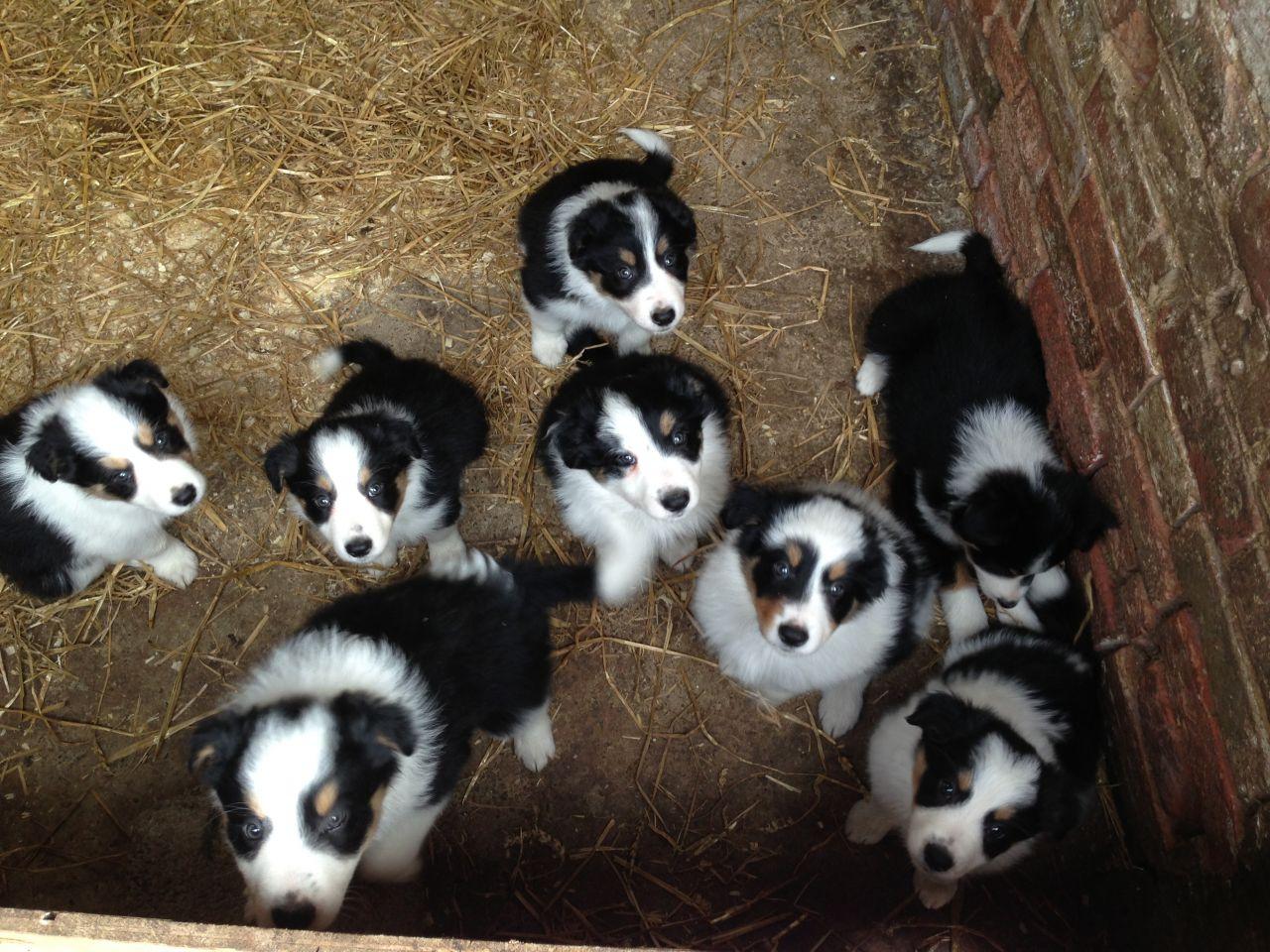 1280x960 Free download border collie puppies oregon HD wallpaper Car Picture [1280x960] for your Desktop, Mobile & Tablet. Explore Dog Wallpaper Borders Sale. Dog Wallpaper for Walls, Hunting