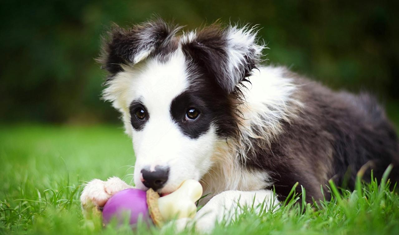 1280x754 Image puppies Border Collie Dogs Grass Animals