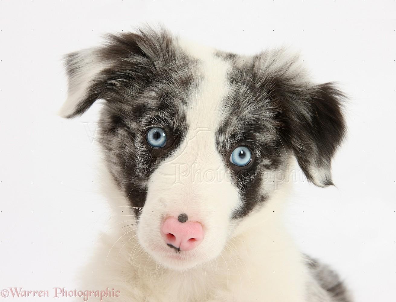 1311x1000 Dog: Blue merle Border Collie puppy photo WP26090