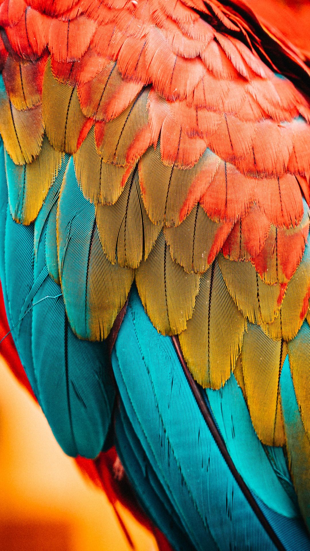 1080x1920 Download Colorful parrot, birds, feathers wallpaper, 1080x Samsung Galaxy S S Note, Sony Xperia Z, Z Z Z HTC One, Lenovo Vibe, Google Pixel OnePlus Honor Xiaomi Redmi Note