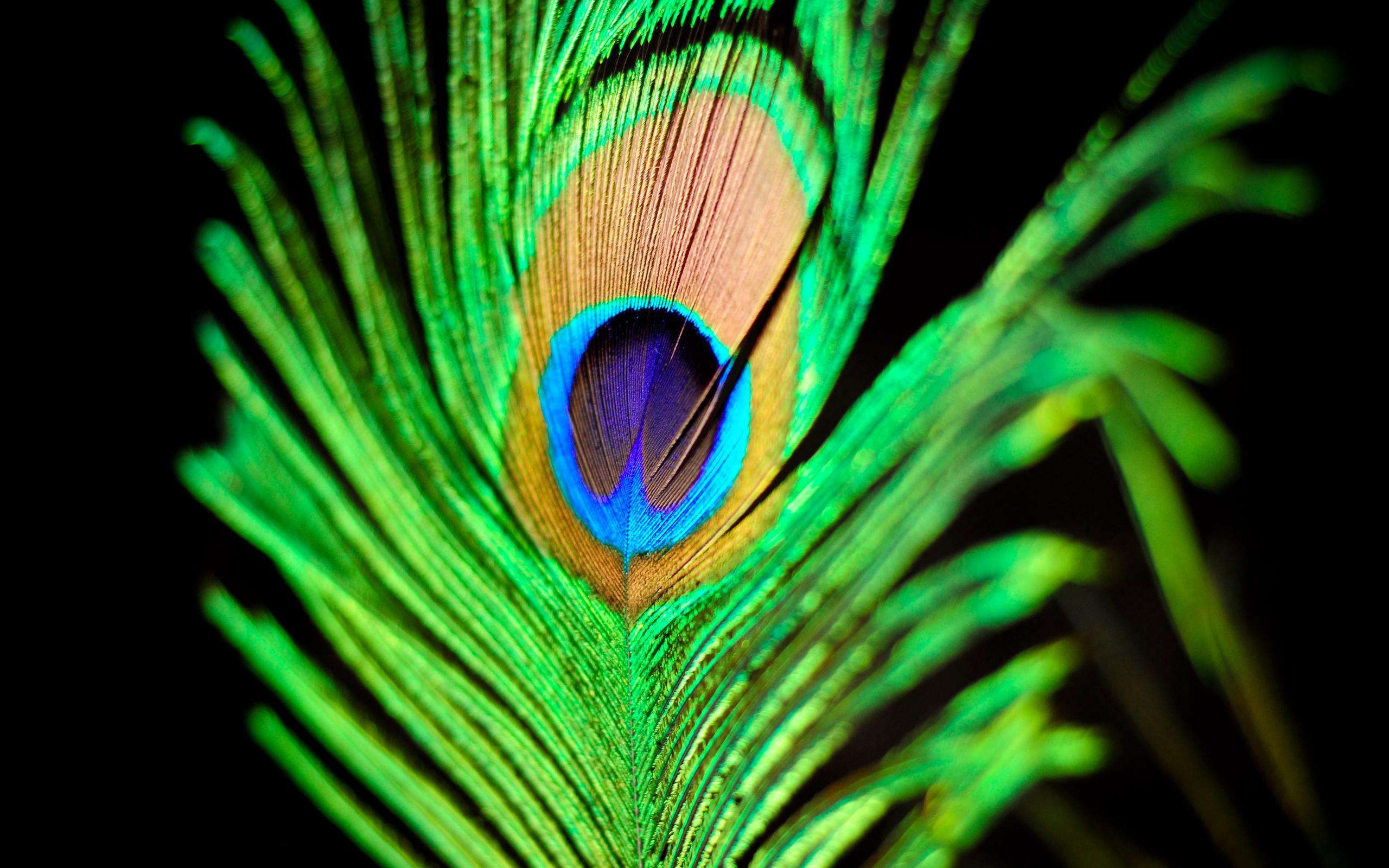 2560x1600 Cool Feather Wallpaper 35466 2560x1600px