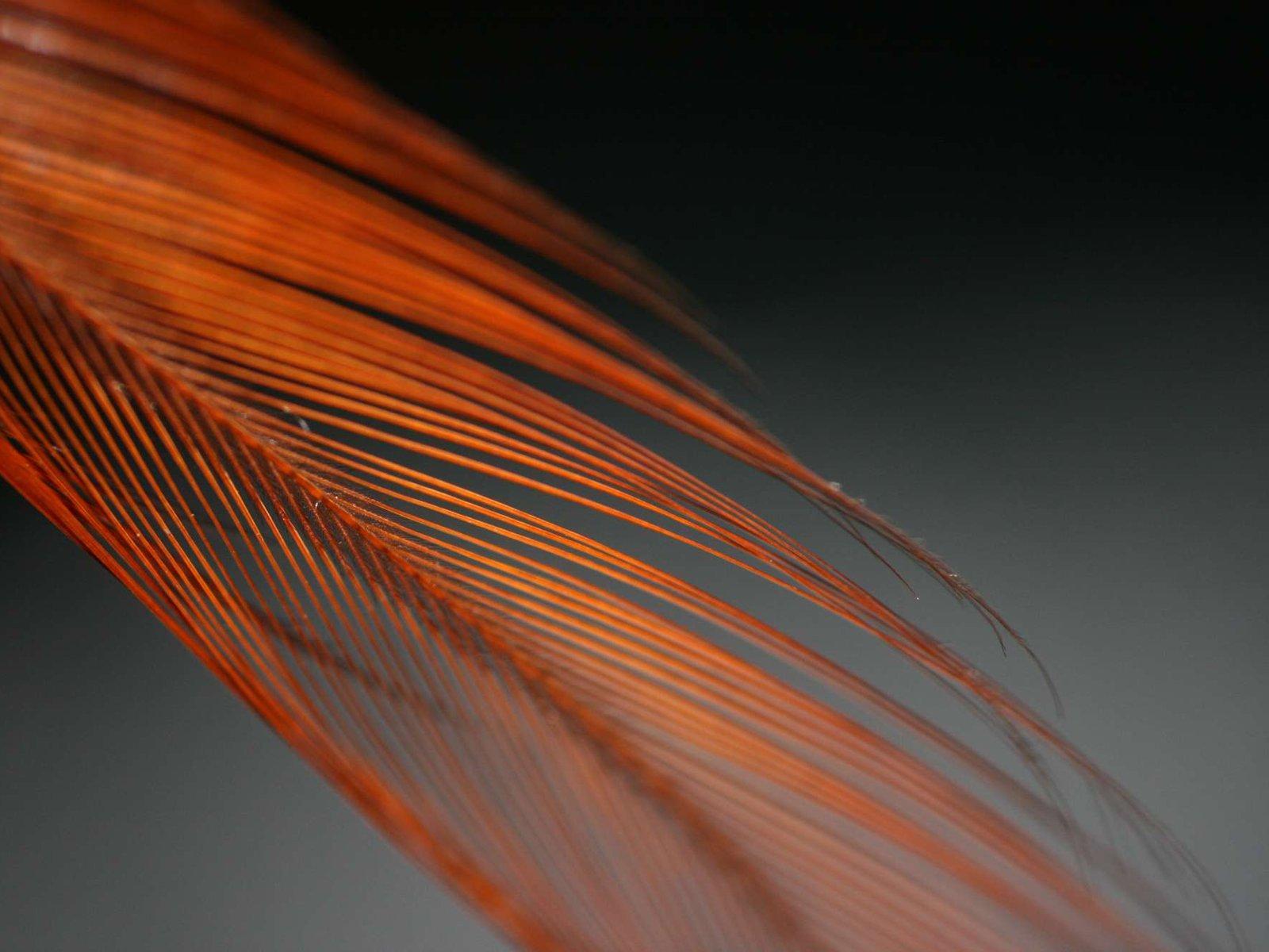 1600x1200 Feather wallpaper. Feather