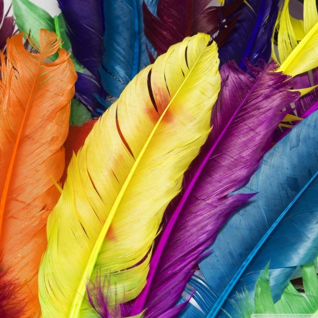 1024x1024 Colorful Feathers Ultra HD Desktop Background Wallpaper for 4K UHD TV : Tablet