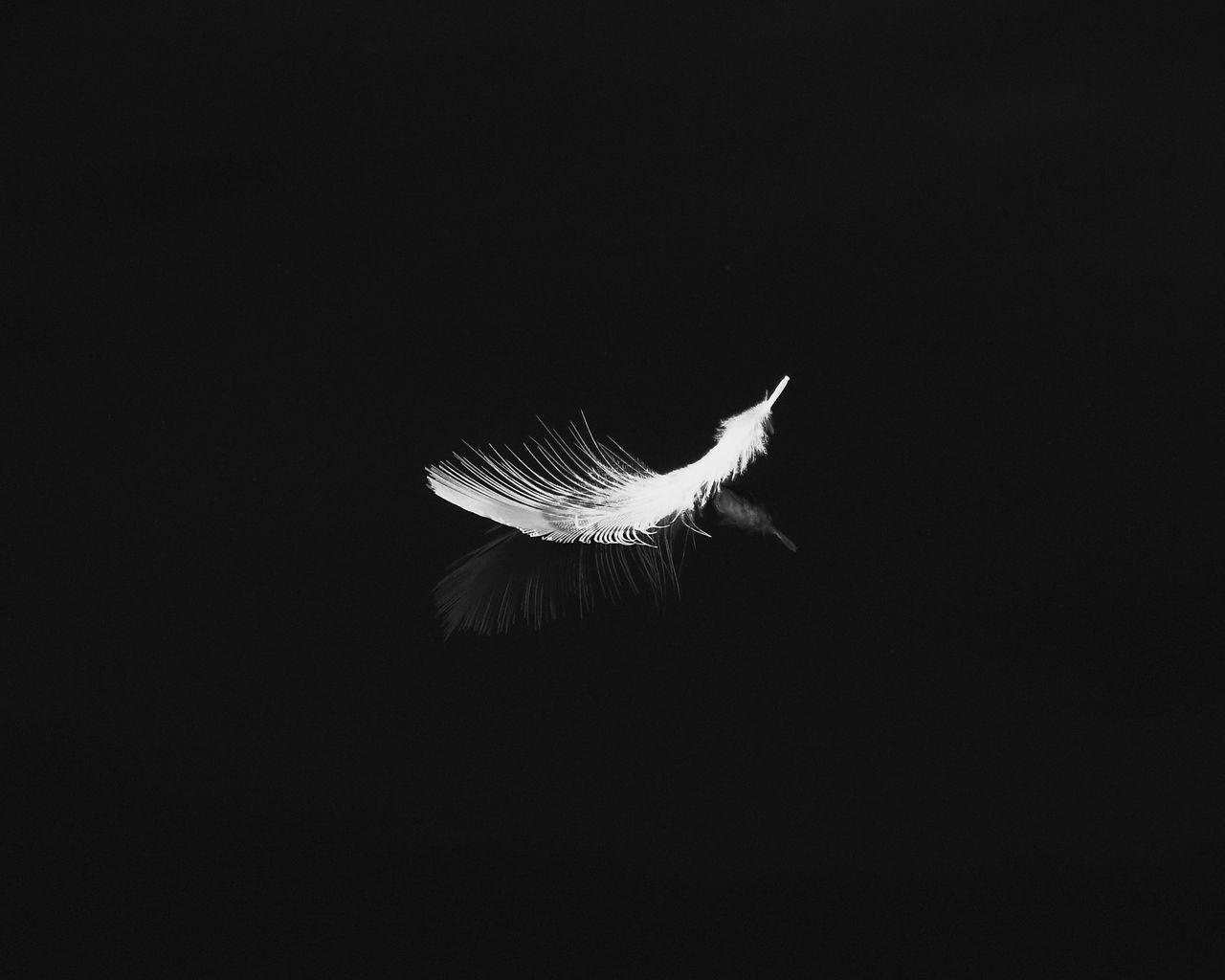 1280x1024 Download wallpaper 1280x1024 feather, reflection, white, bw, feathers standard 5:4 HD background