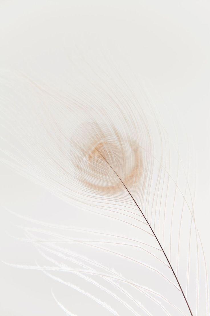 736x1104 colour #color #white #feather. Fundo para fotografia, Ideias instagram, Molduras para fotos montagens