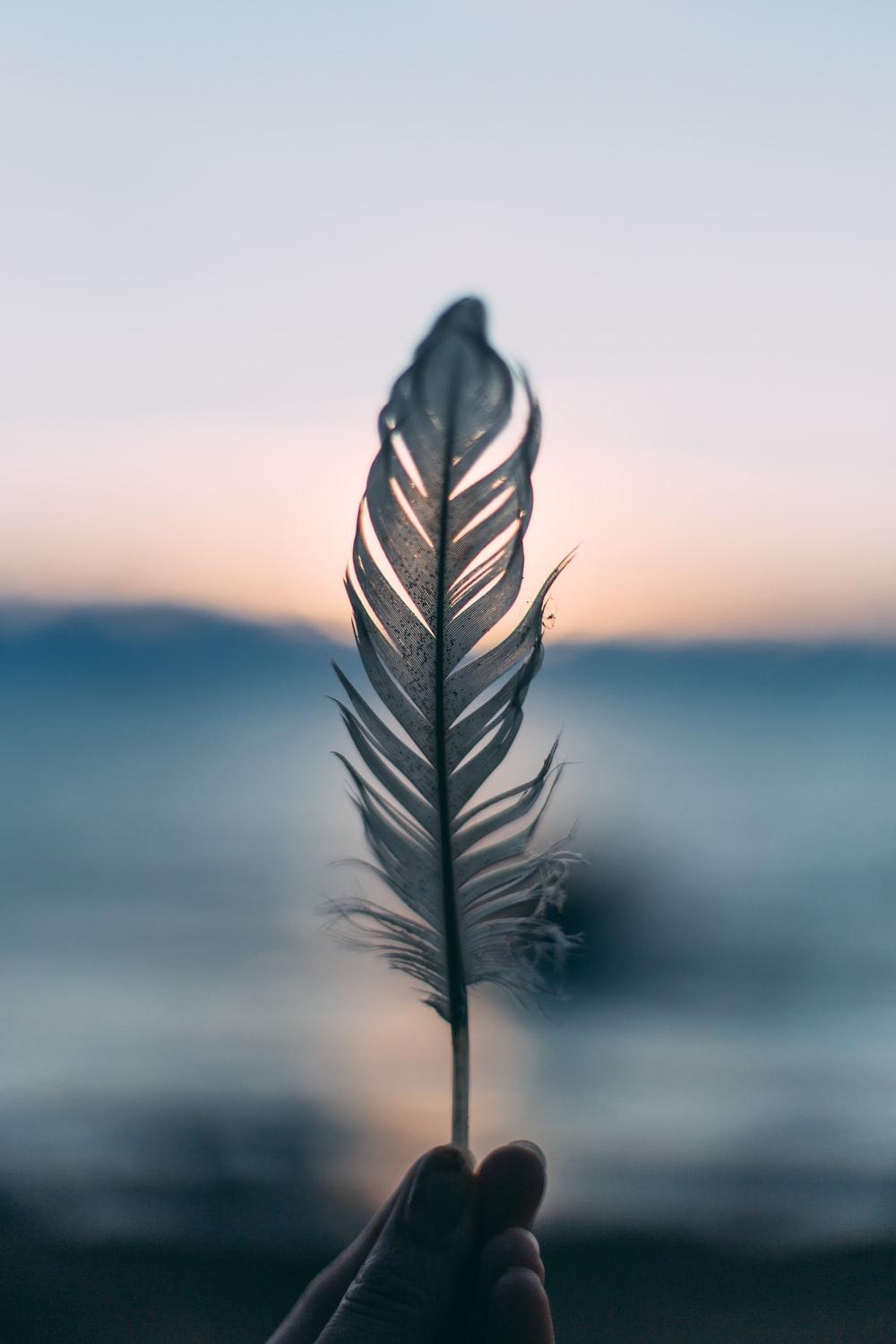 1000x1500 Feather Picture [HD]. Download Free Image
