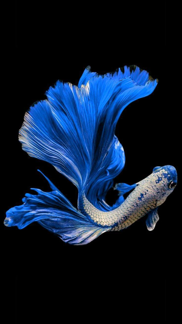 736x1308 Blue betta. Betta fish types, Fish wallpaper, Pet fish