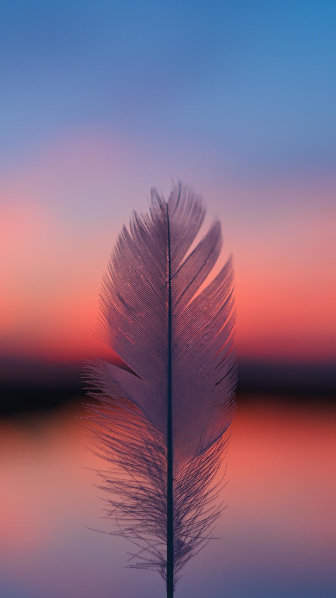 1080x1920 Download Feather, focus, blur, sunset wallpaper, 1080x Samsung Galaxy S S Note, Sony Xperia Z, Z Z Z HTC One, Lenovo Vibe, Google Pixel OnePlus Honor Xiaomi Redmi Note