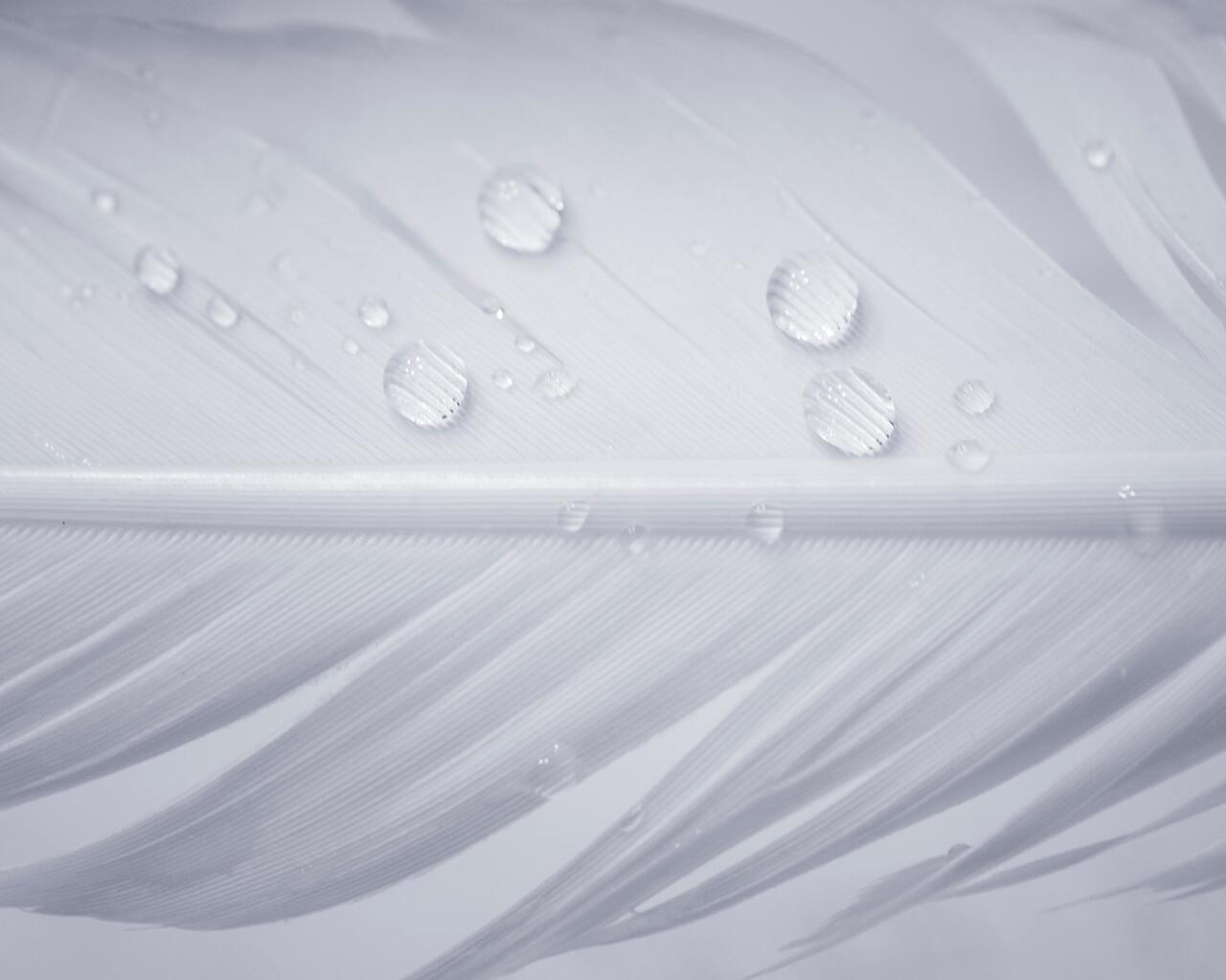 1280x1024 Water Drops On White Feather 1280x1024 Resolution HD 4k Wallpaper, Image, Background, Photo and Picture