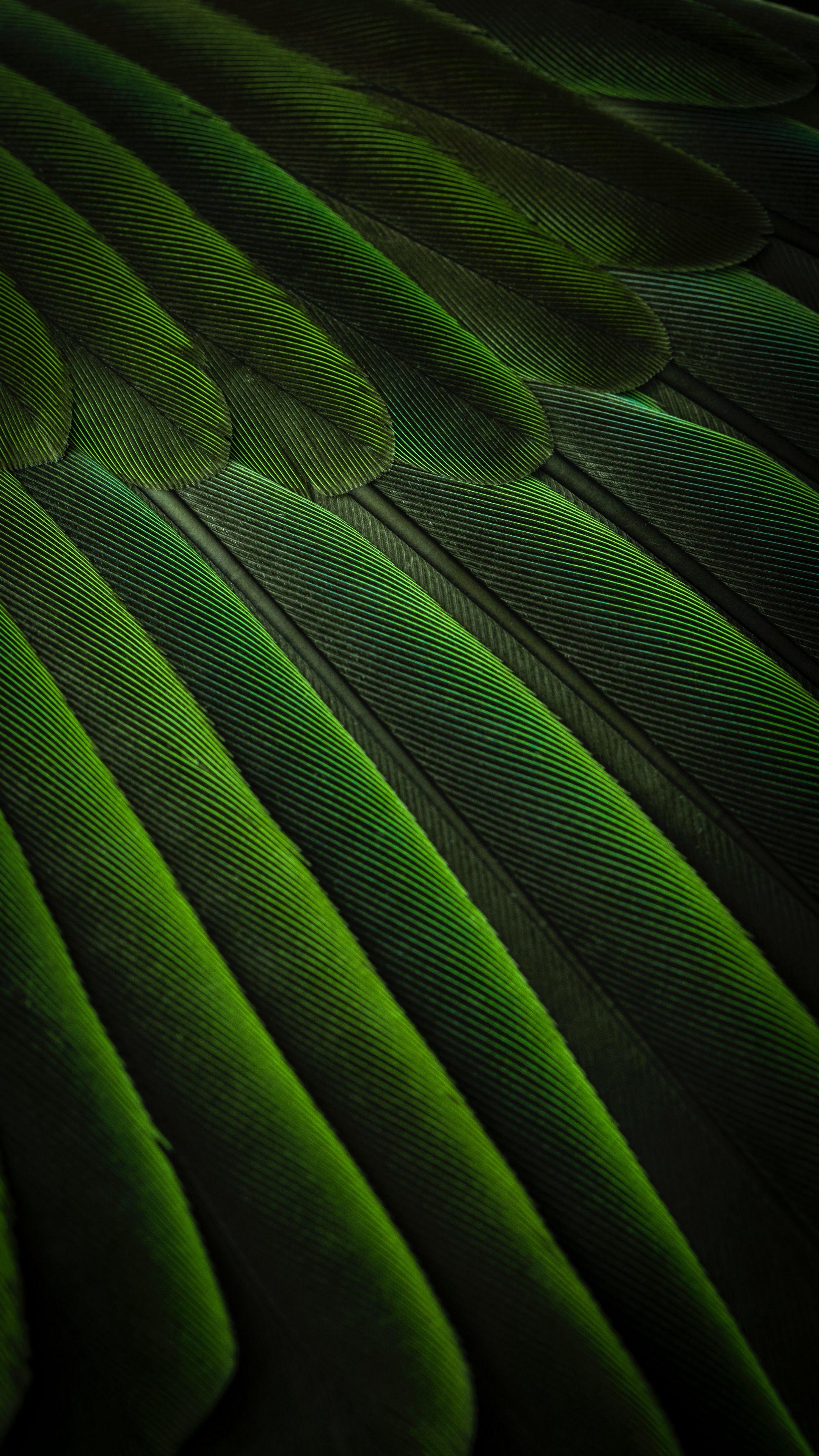 2160x3840 Download wallpaper 2160x3840 feathers, green, color, bird, background samsung galaxy s s note, sony xperia z, z z z htc one, lenovo vibe HD background