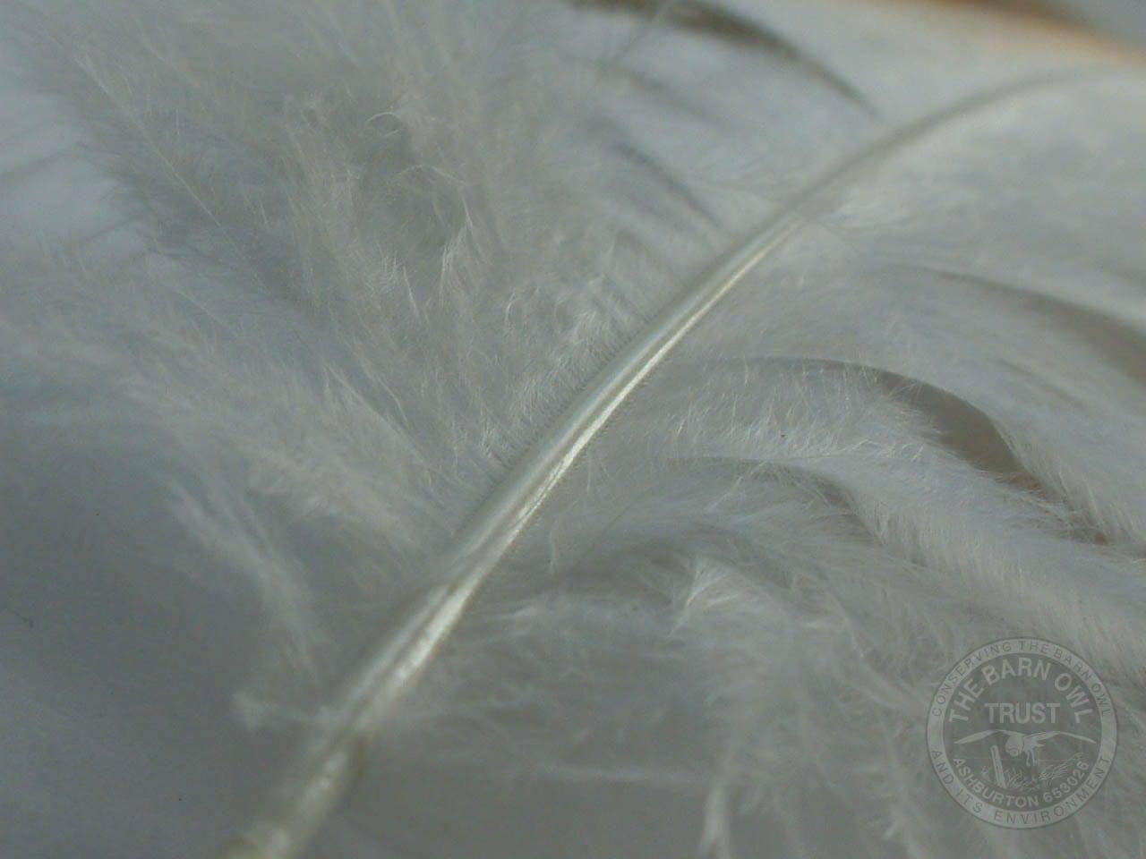 1280x960 Barn Owl White Feather Wallpaper [Melanie Lindenthal] Barn Owl Trust