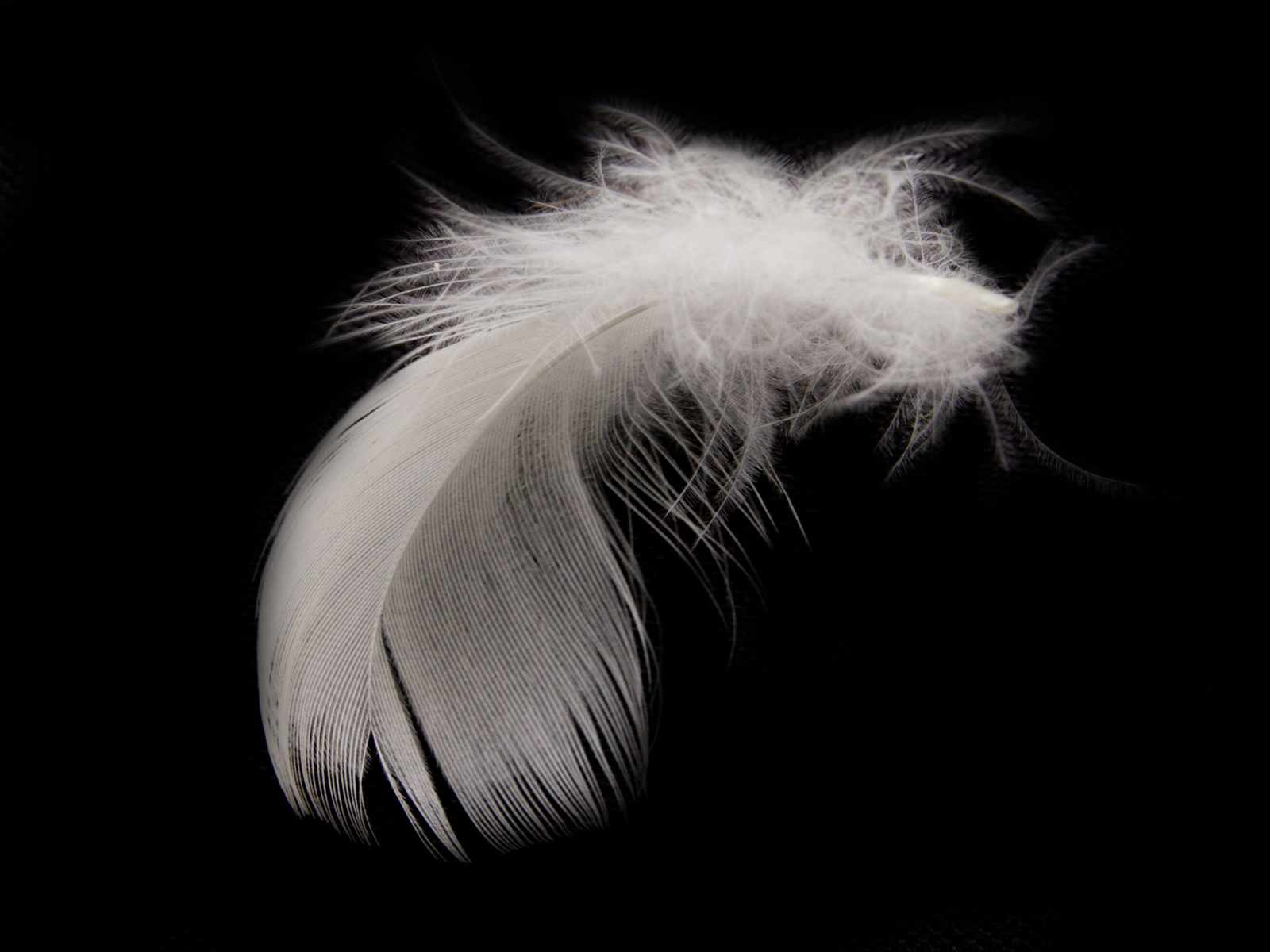 1600x1200 Black Feather Wallpaper