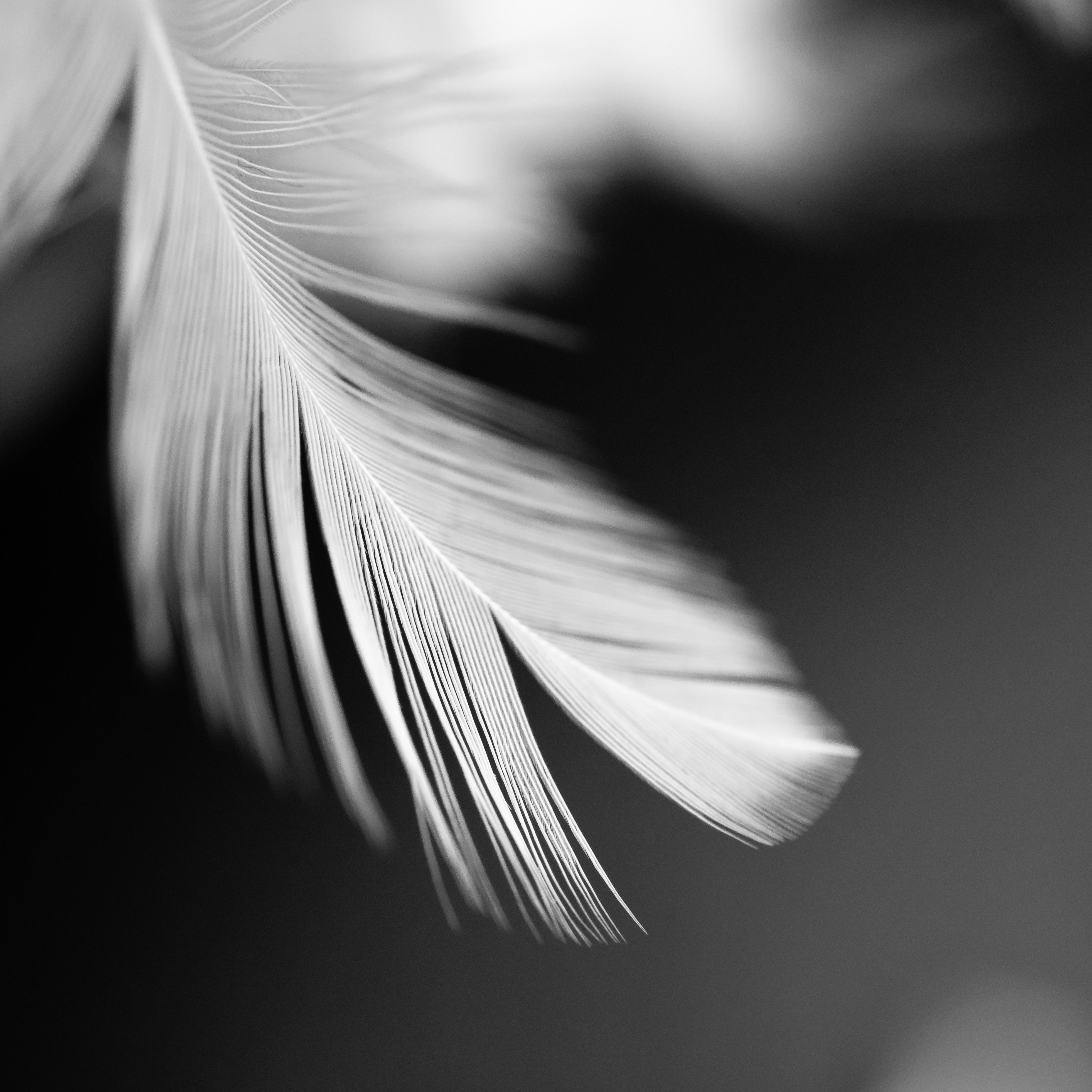 3924x3924 Macro Shot of a White Feather · Free